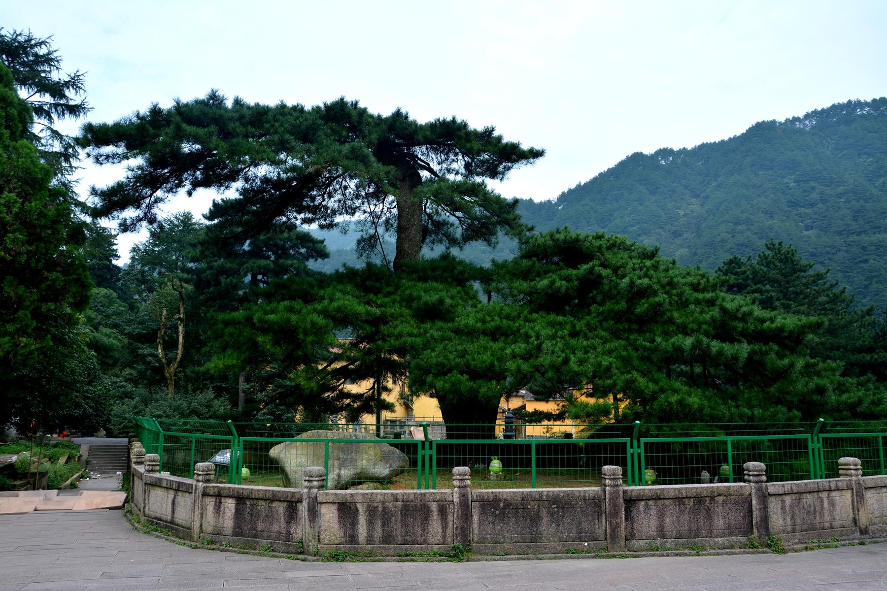 四月芳菲尽,九月莲花盛开中秋九华山朝佛之旅