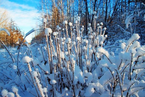 新人报道,弄几张最北漠河的雪景给大家