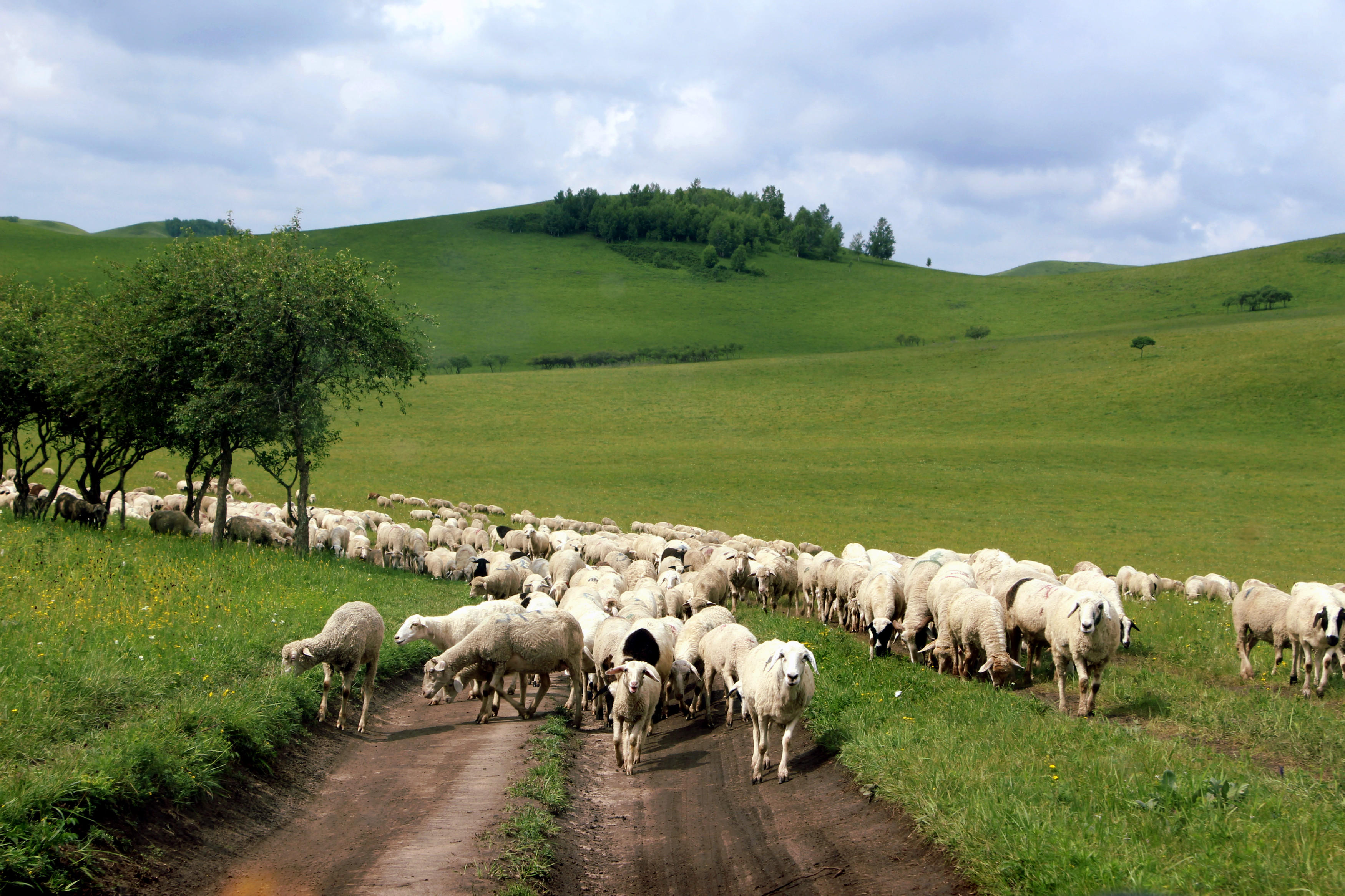 流浪是牧羊人的方向