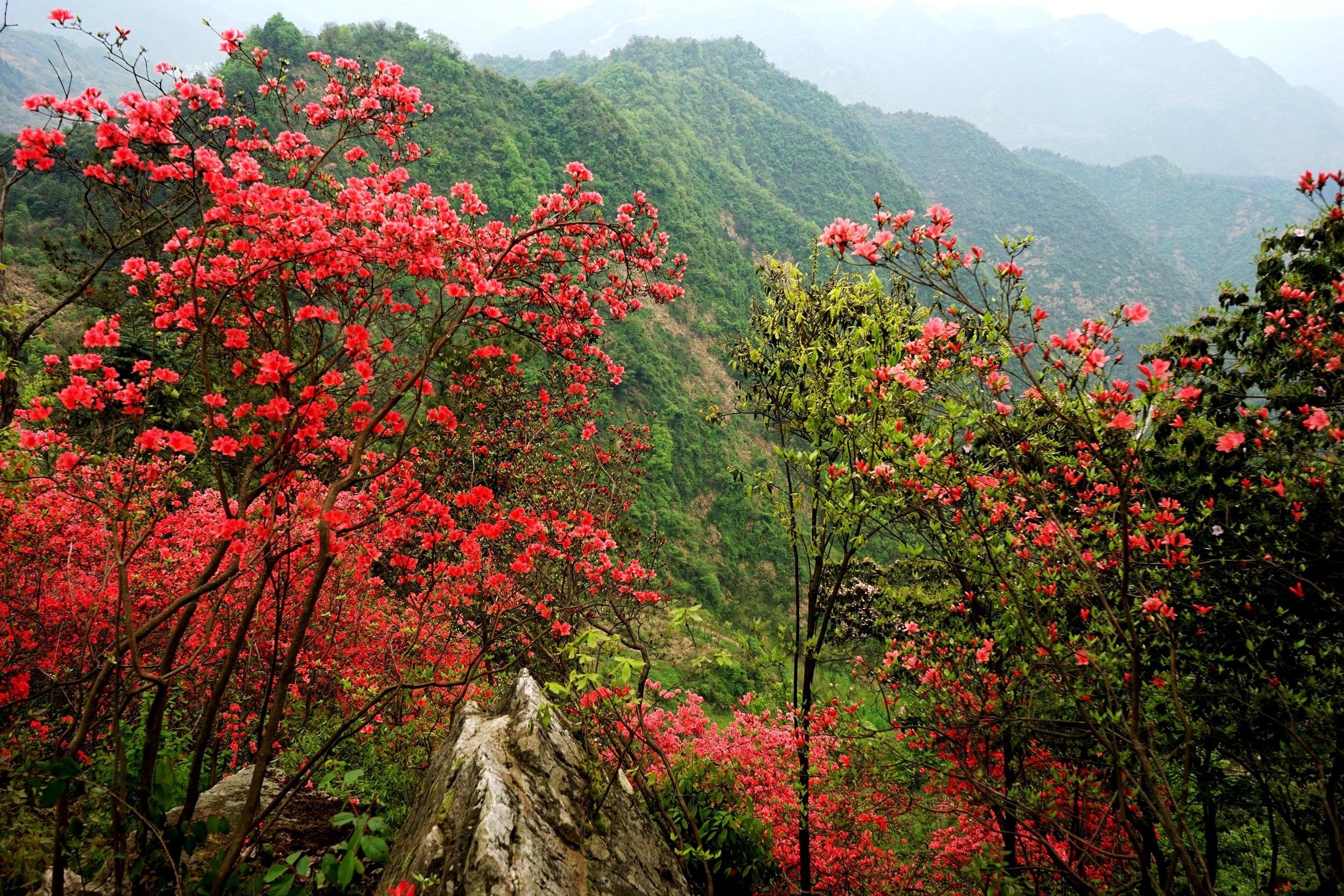 红了这山-红了春天 4.10云泰山映山红