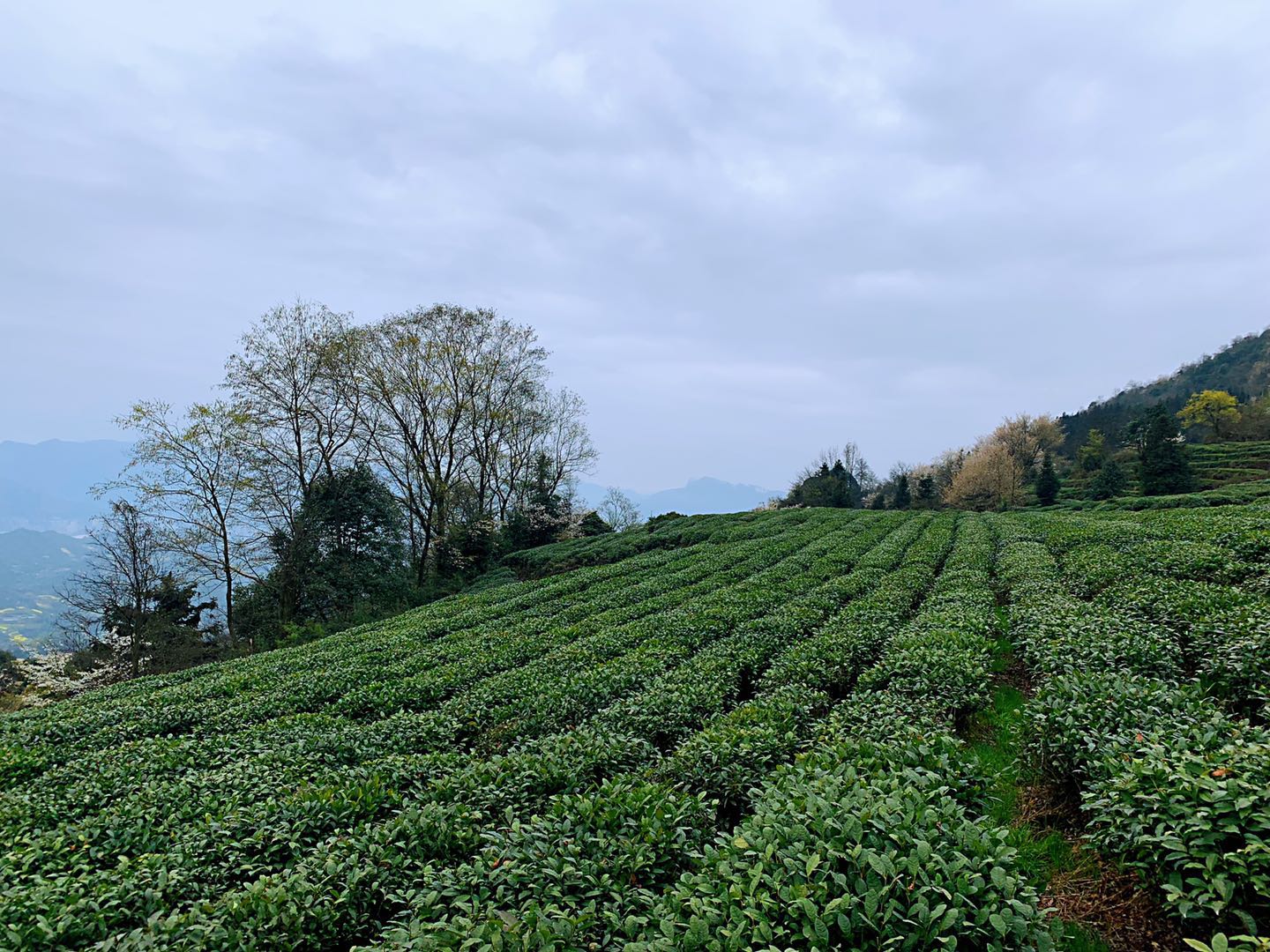 蒙顶山茶园