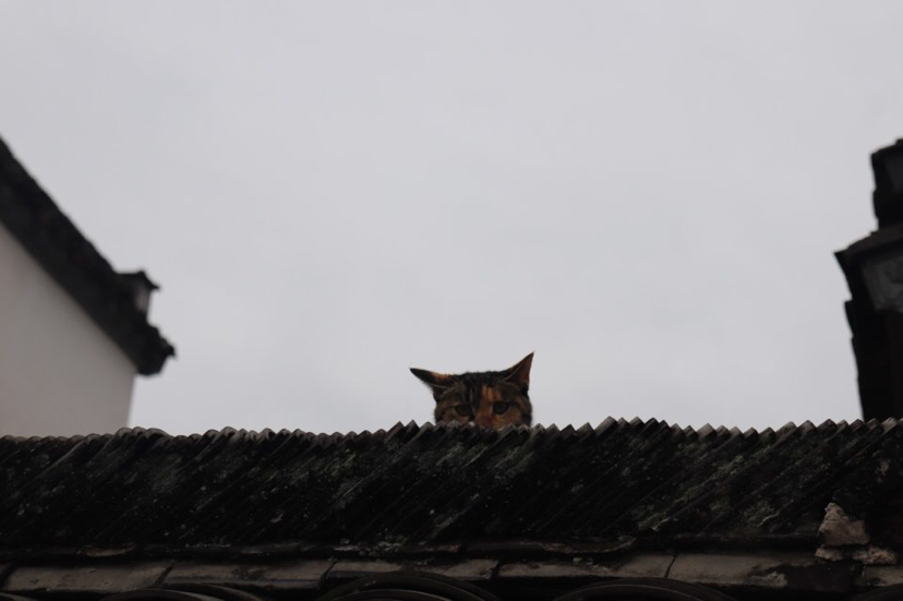 初迎金猪报福,玩好冬天徽州~