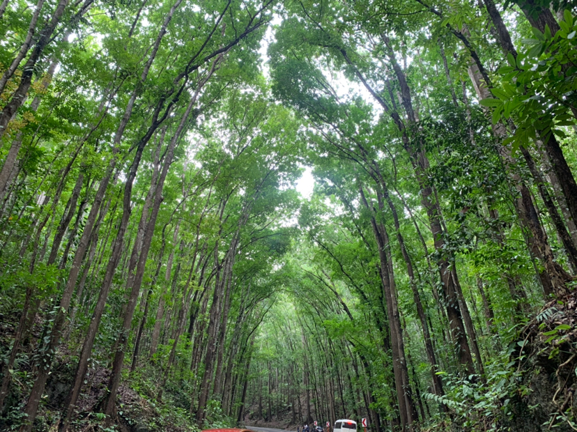 台风里的薄荷岛