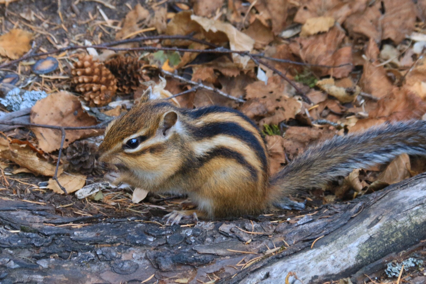 长白山松鼠,吉林市旅游攻略-游侠客社区