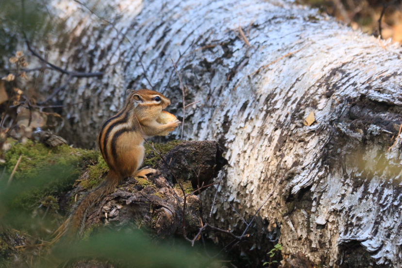 长白山松鼠,吉林市旅游攻略-游侠客社区