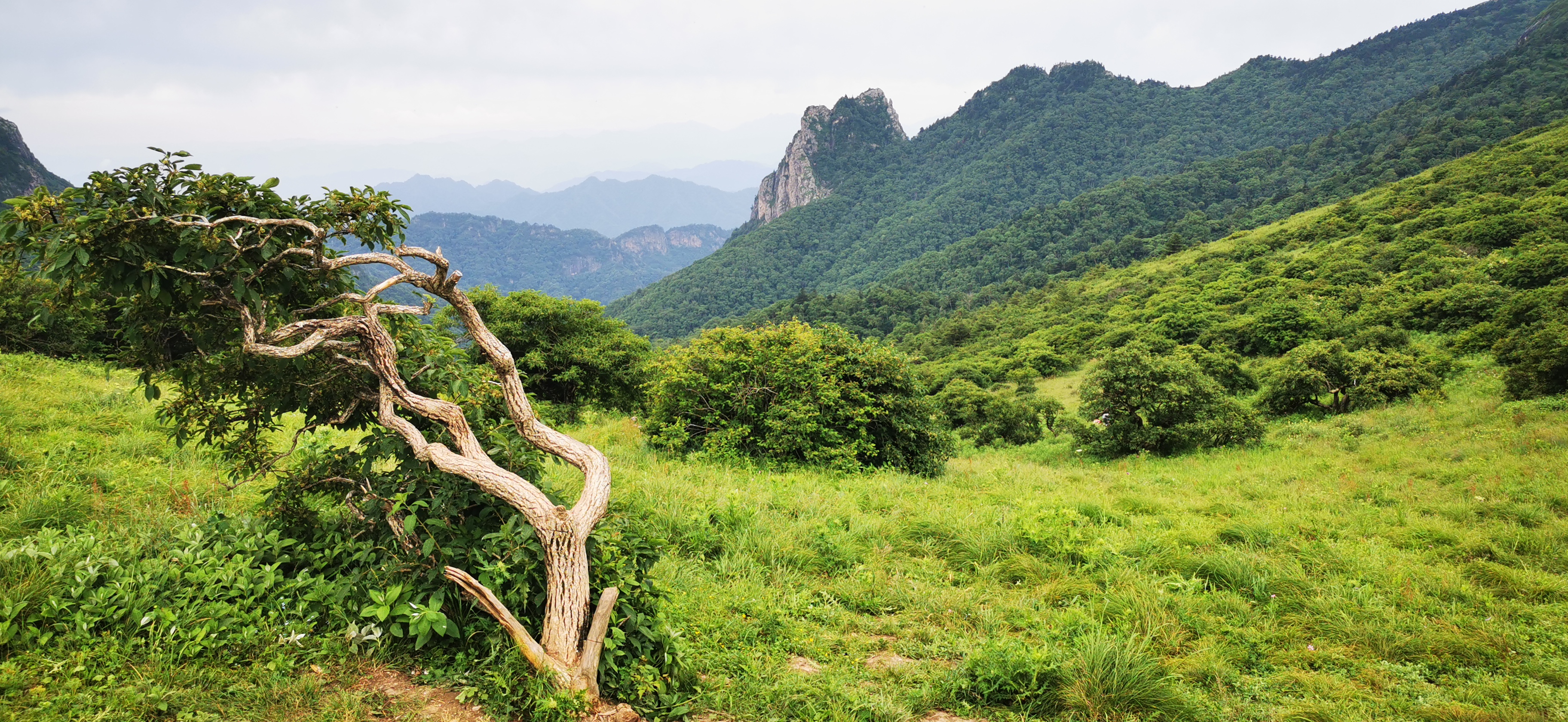 避暑勝地～高山草甸,秦嶺旅遊攻略-遊俠客社區