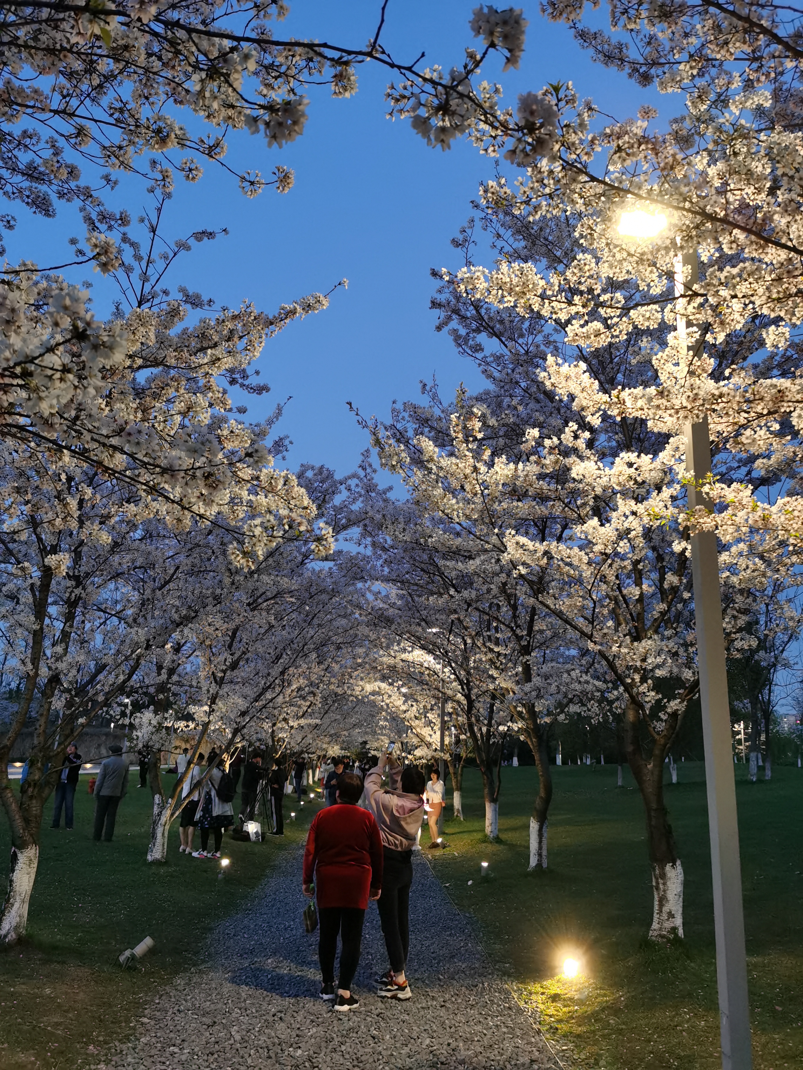 良渚文化艺术中心樱花图片
