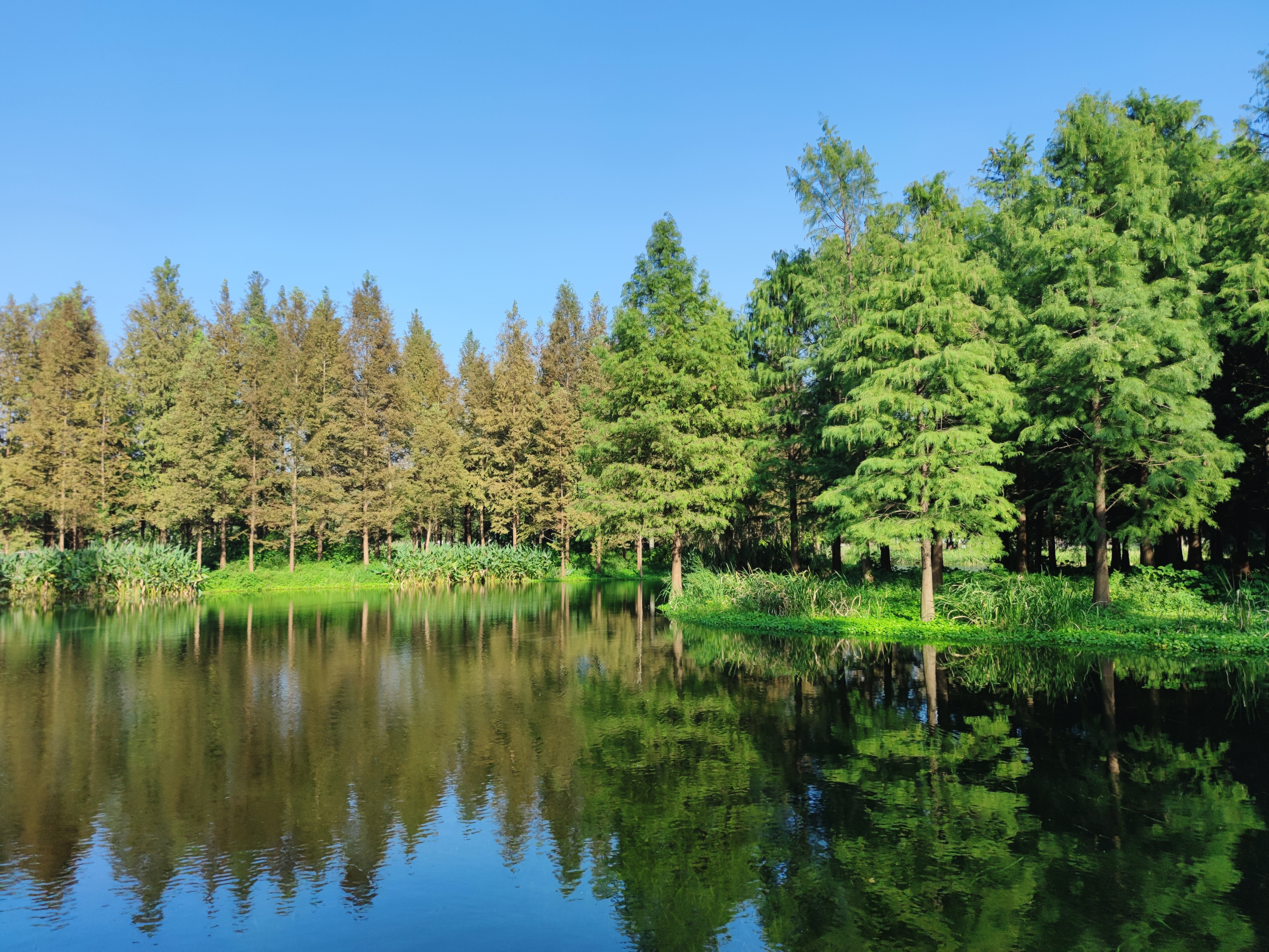 上海西郊好去處-澱山湖&青西郊野公園,澱山湖旅遊攻略-遊俠客社區