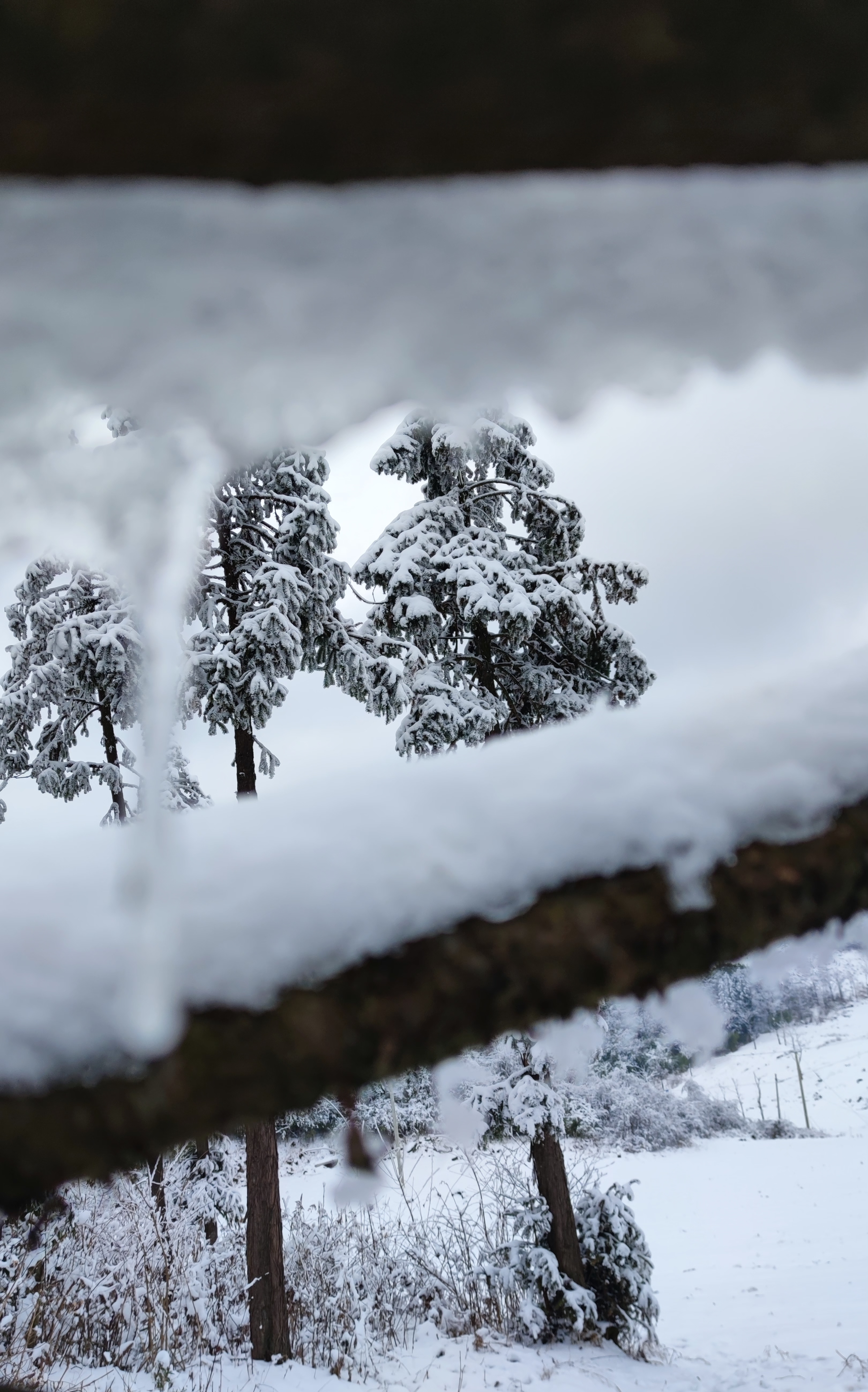 七鹿坪观雪,重庆人民公园旅游攻略