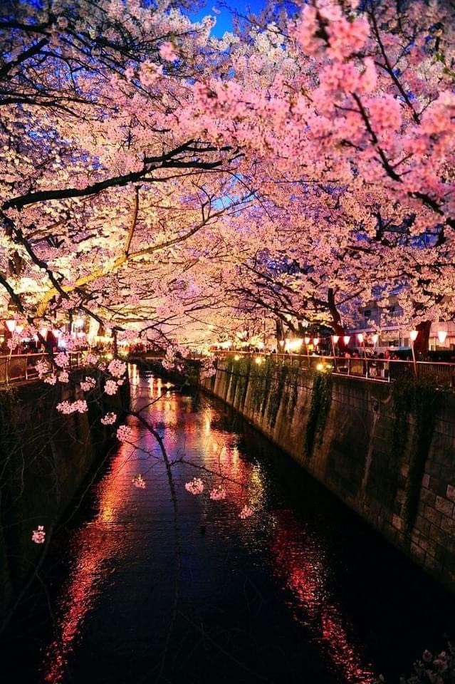 樱花季