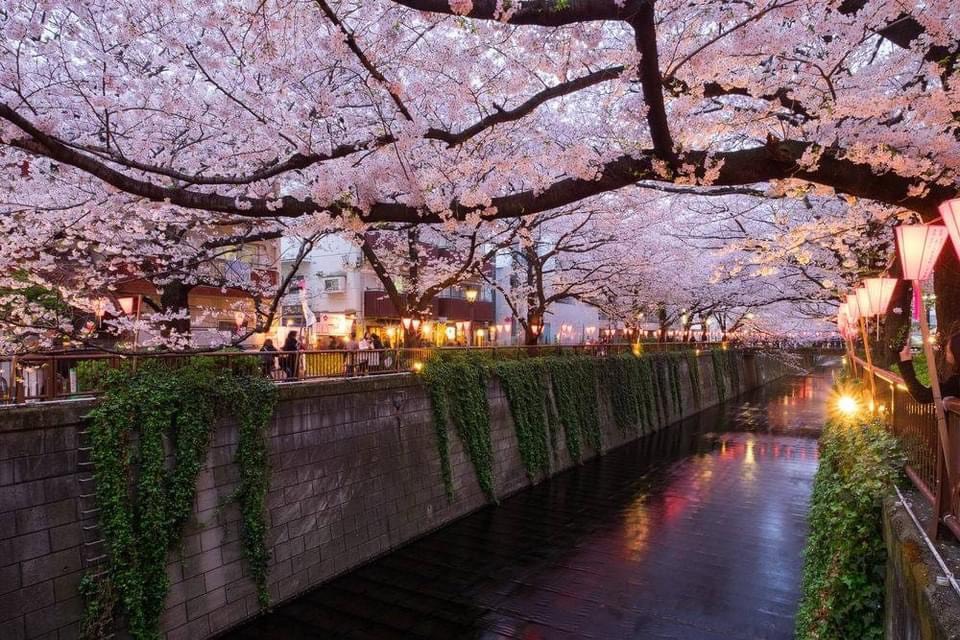 樱花季