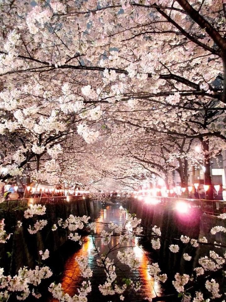 樱花季