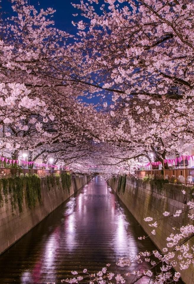 樱花季