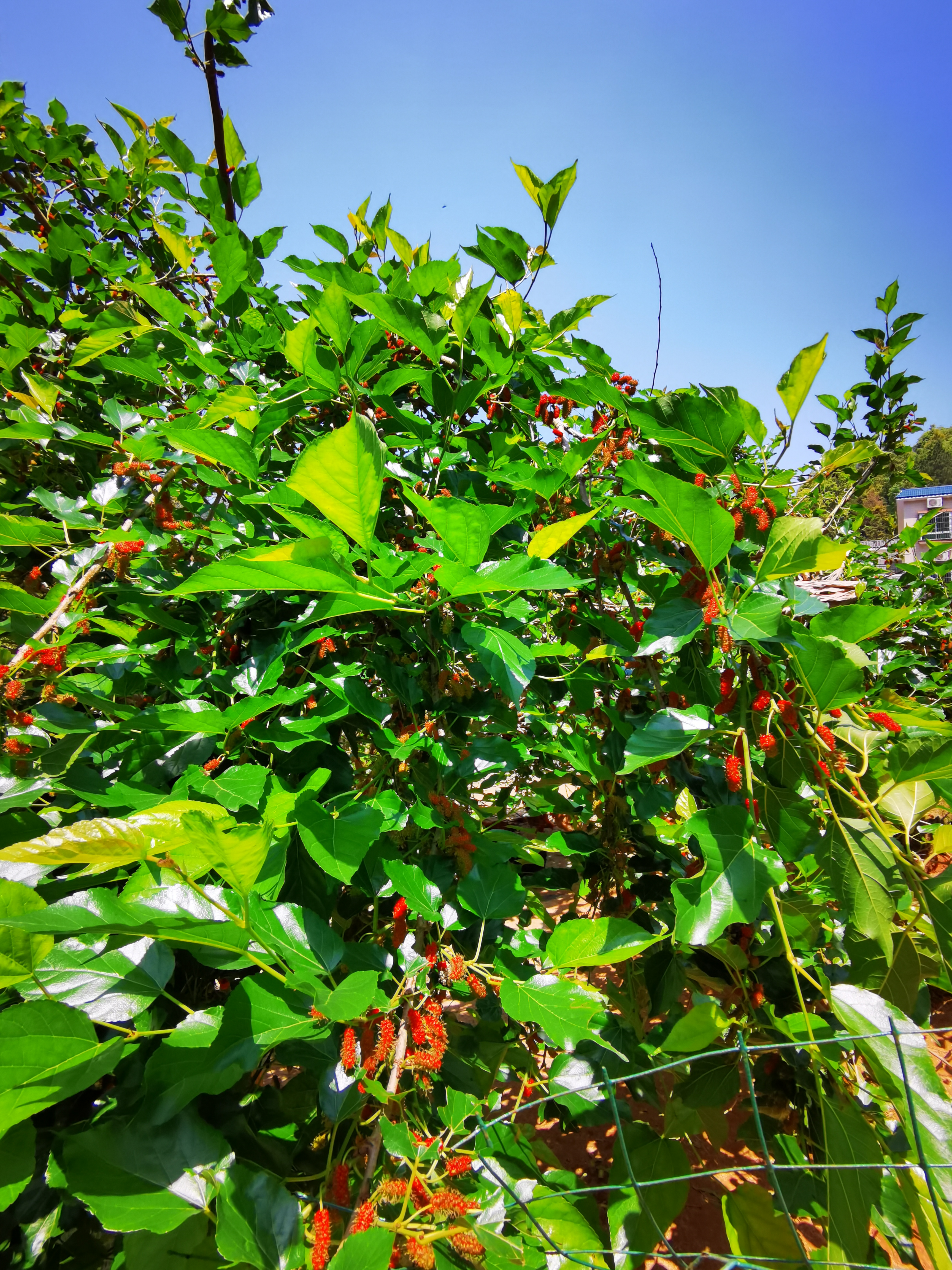 连麻,广州旅游攻略-游侠客社区