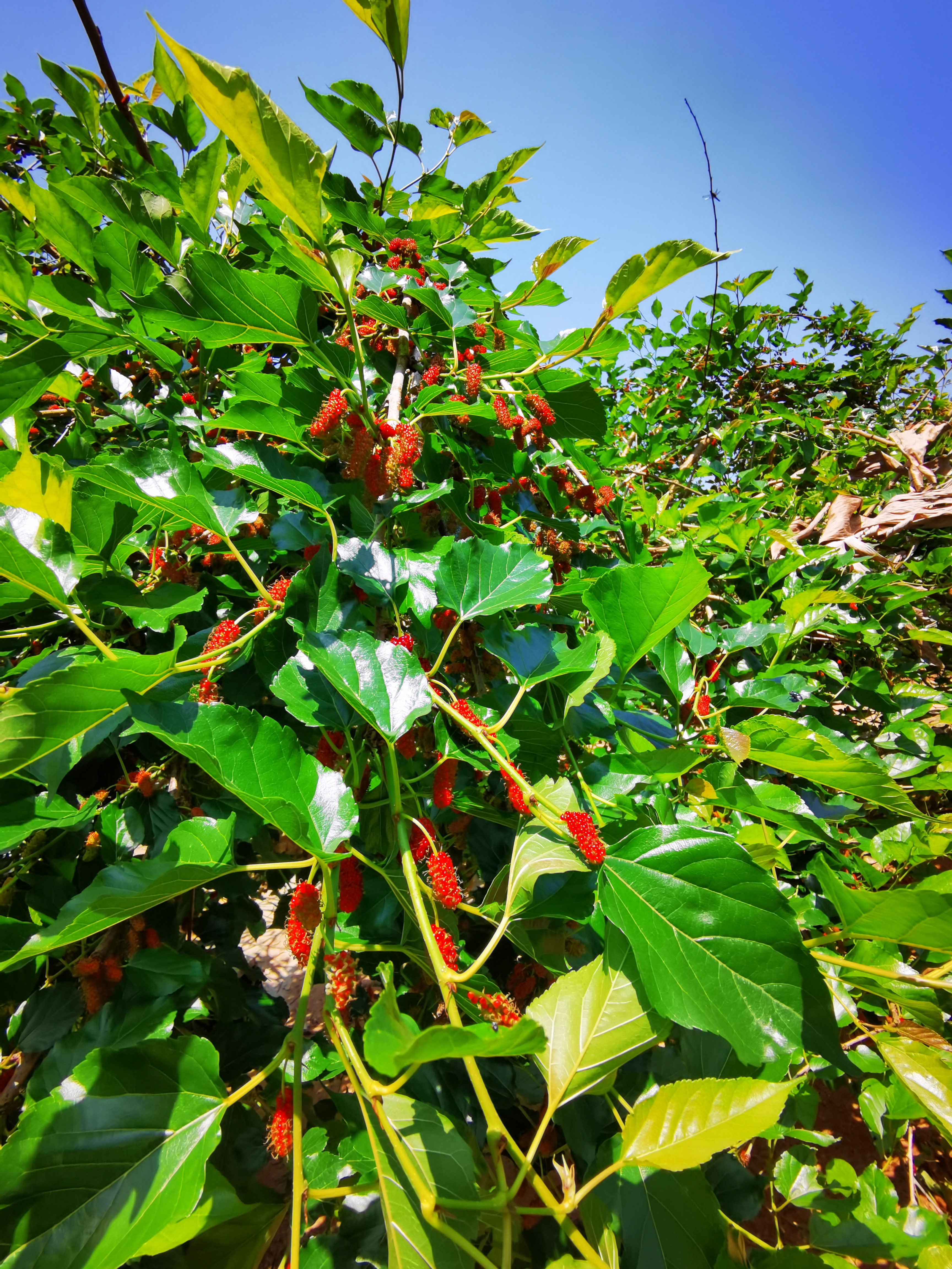 连麻,广州旅游攻略-游侠客社区