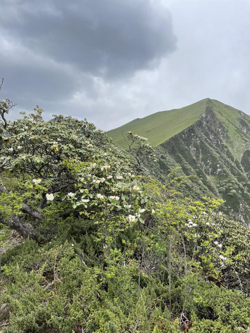 幸福山高山花海季来临,阿坝羌族藏族自治州旅游攻略-游侠客社区