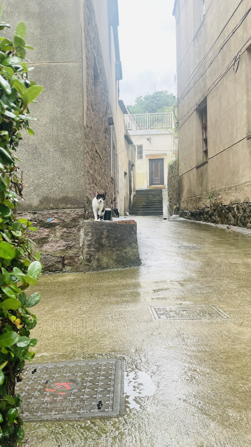 避雨避世羡猫生-2023061718避世岱山岛