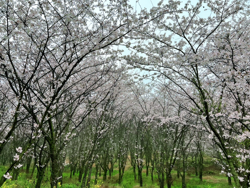 贵州山水