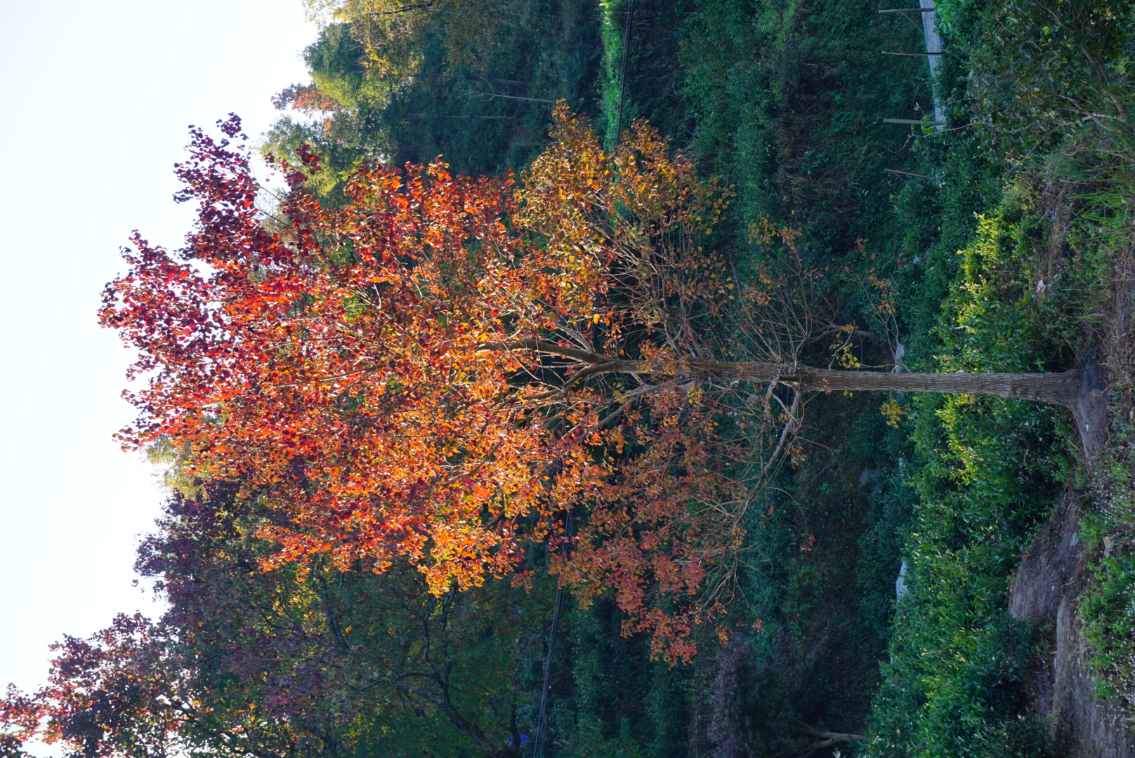 塔川环线、卢村、碧山村,塔川旅游游记