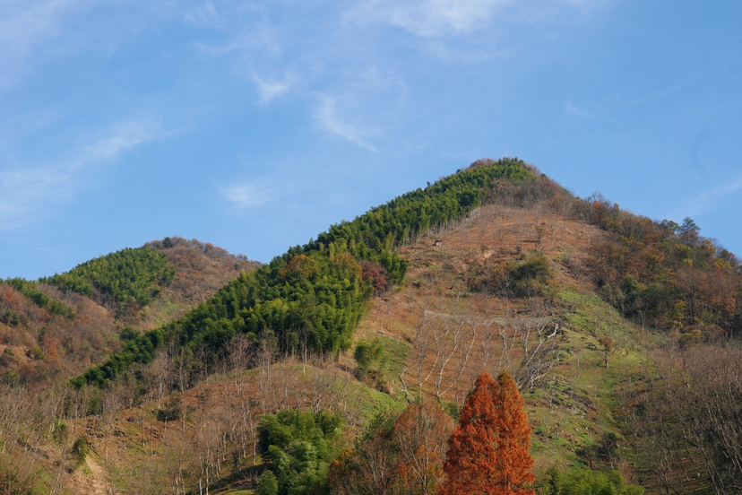 20231202-03吴越古道芦苇花开,去完这趟,冬季再来吧