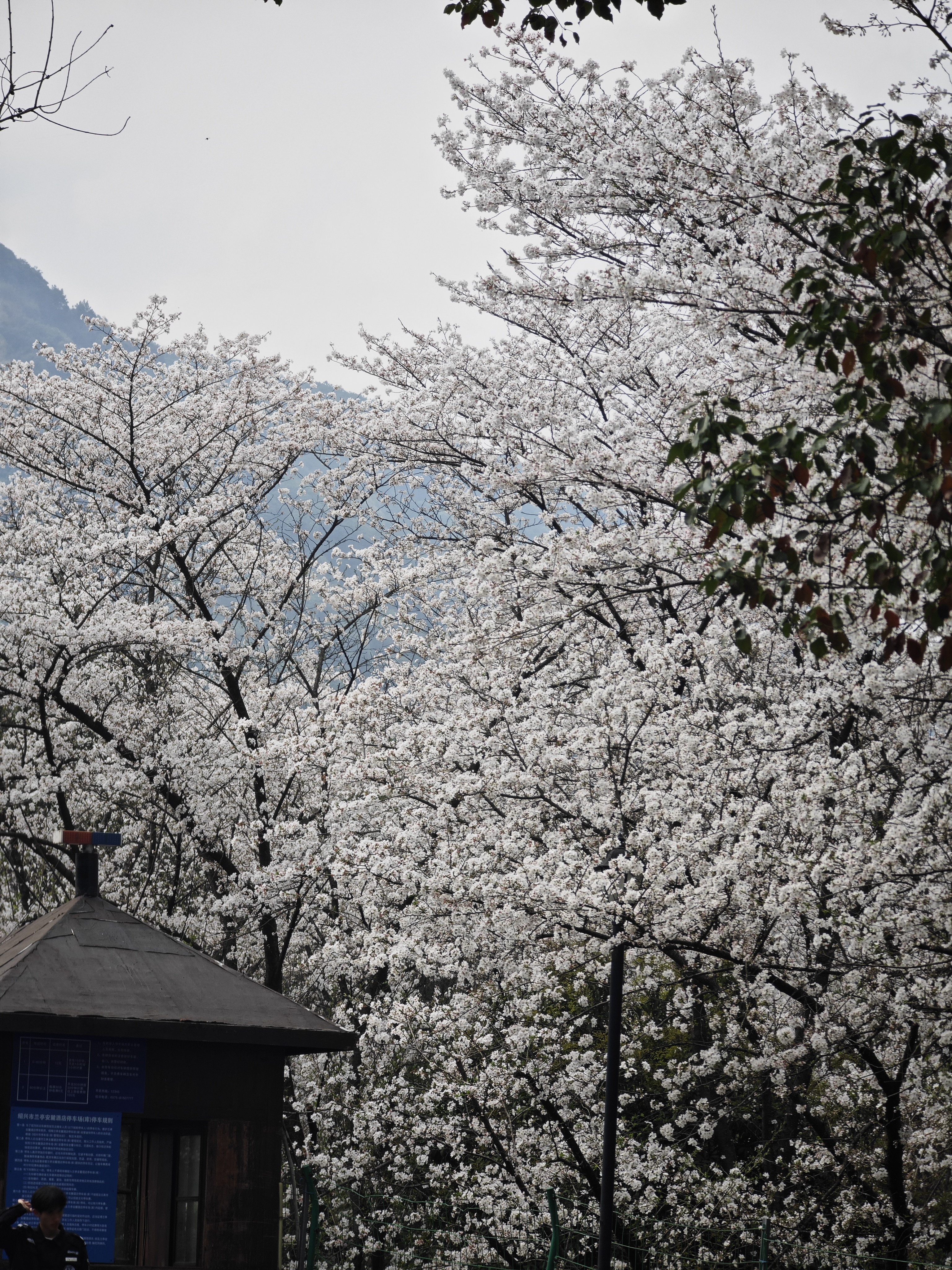 20240324宛委山赏樱花,绍兴旅游攻略-游侠客社区