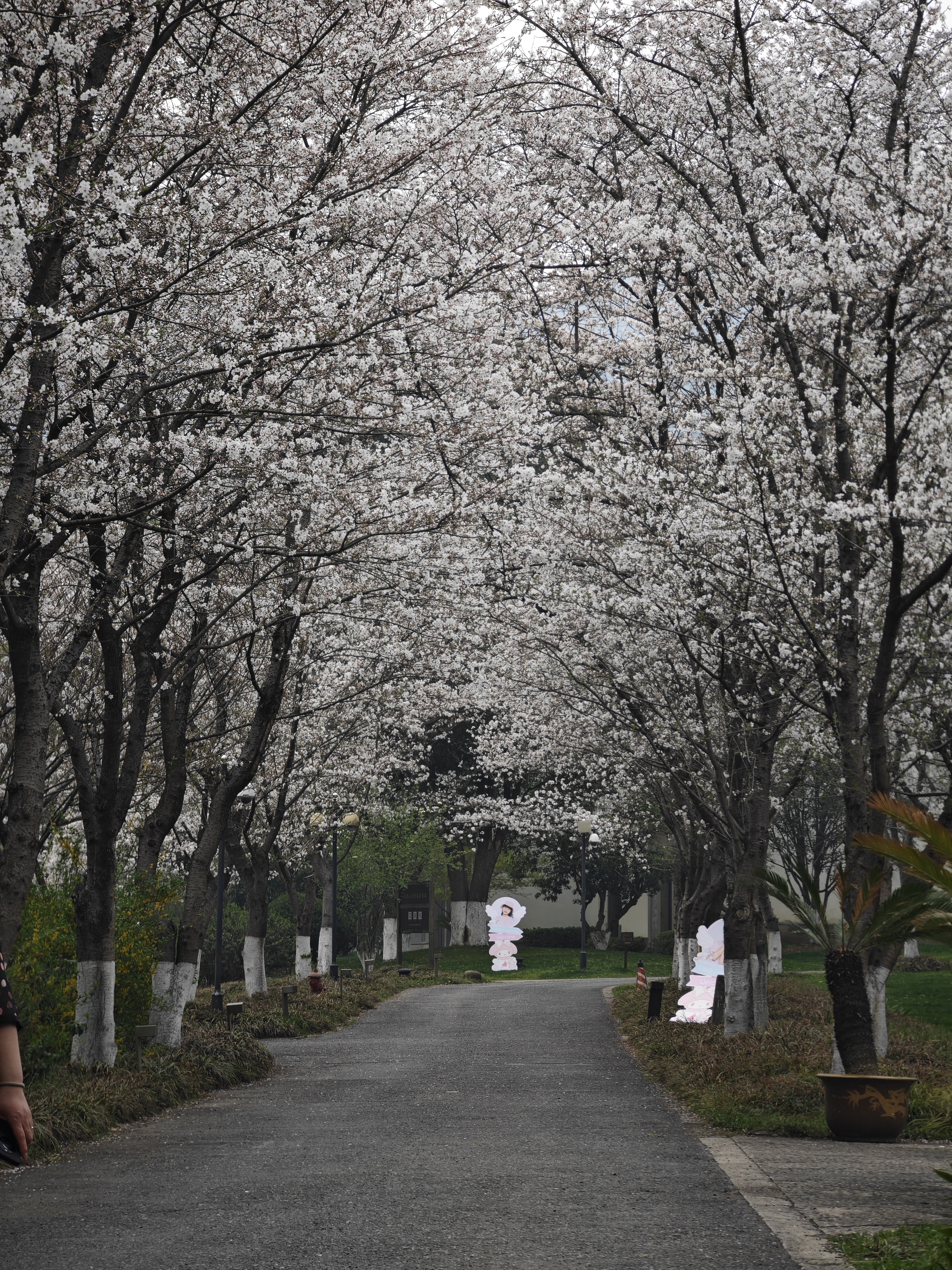 20240324宛委山赏樱花,绍兴旅游攻略-游侠客社区