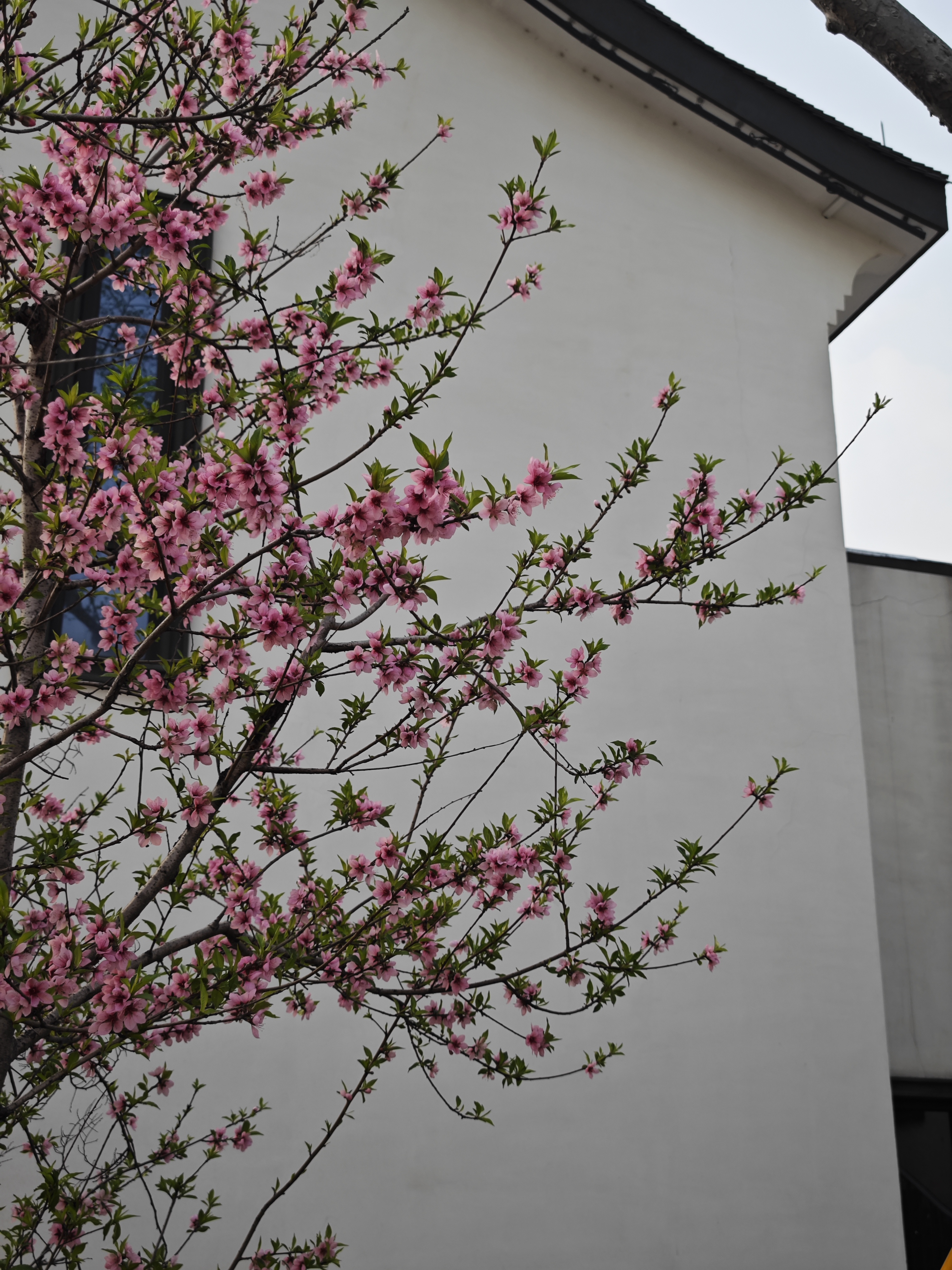 20240324宛委山赏樱花,绍兴旅游攻略-游侠客社区