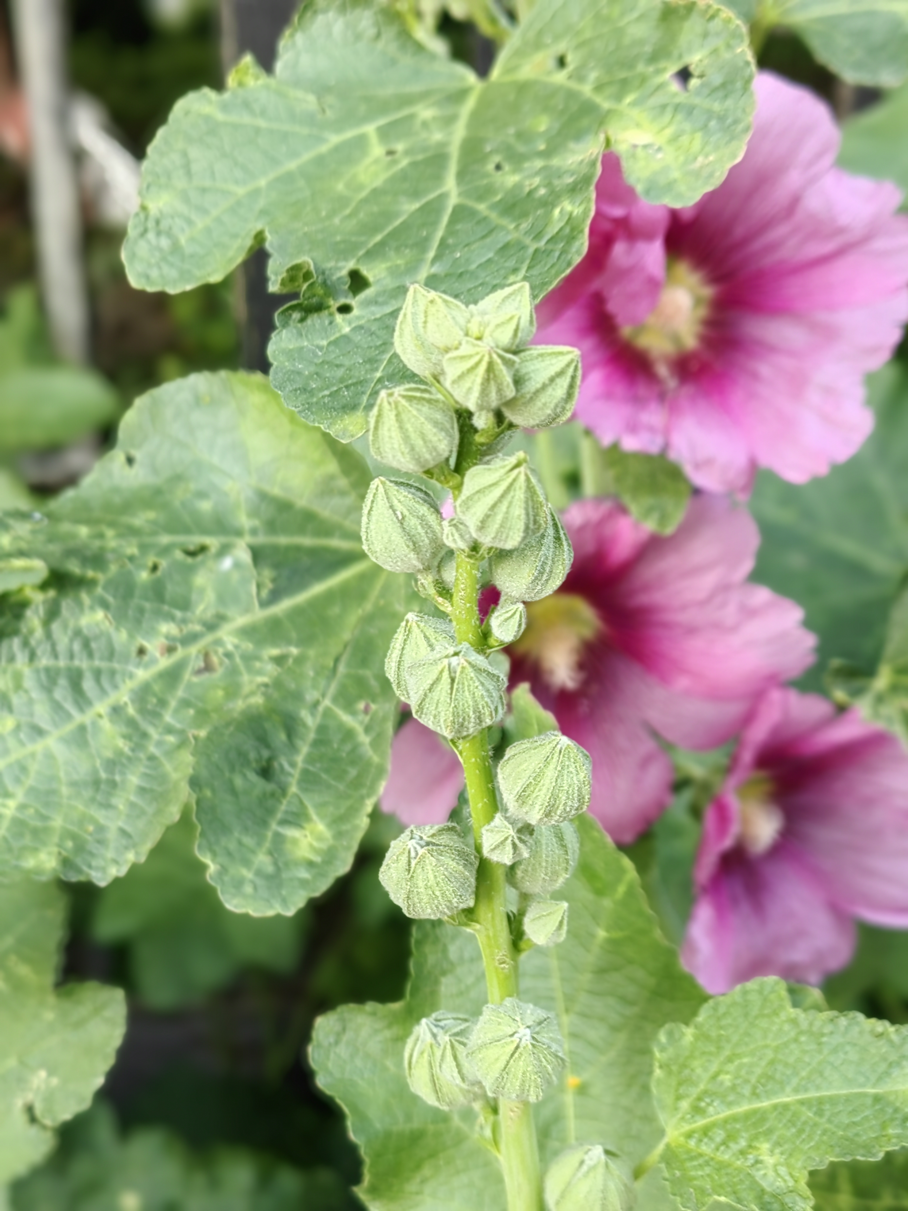 蜀葵,又称大麦熟,新疆旅游攻略