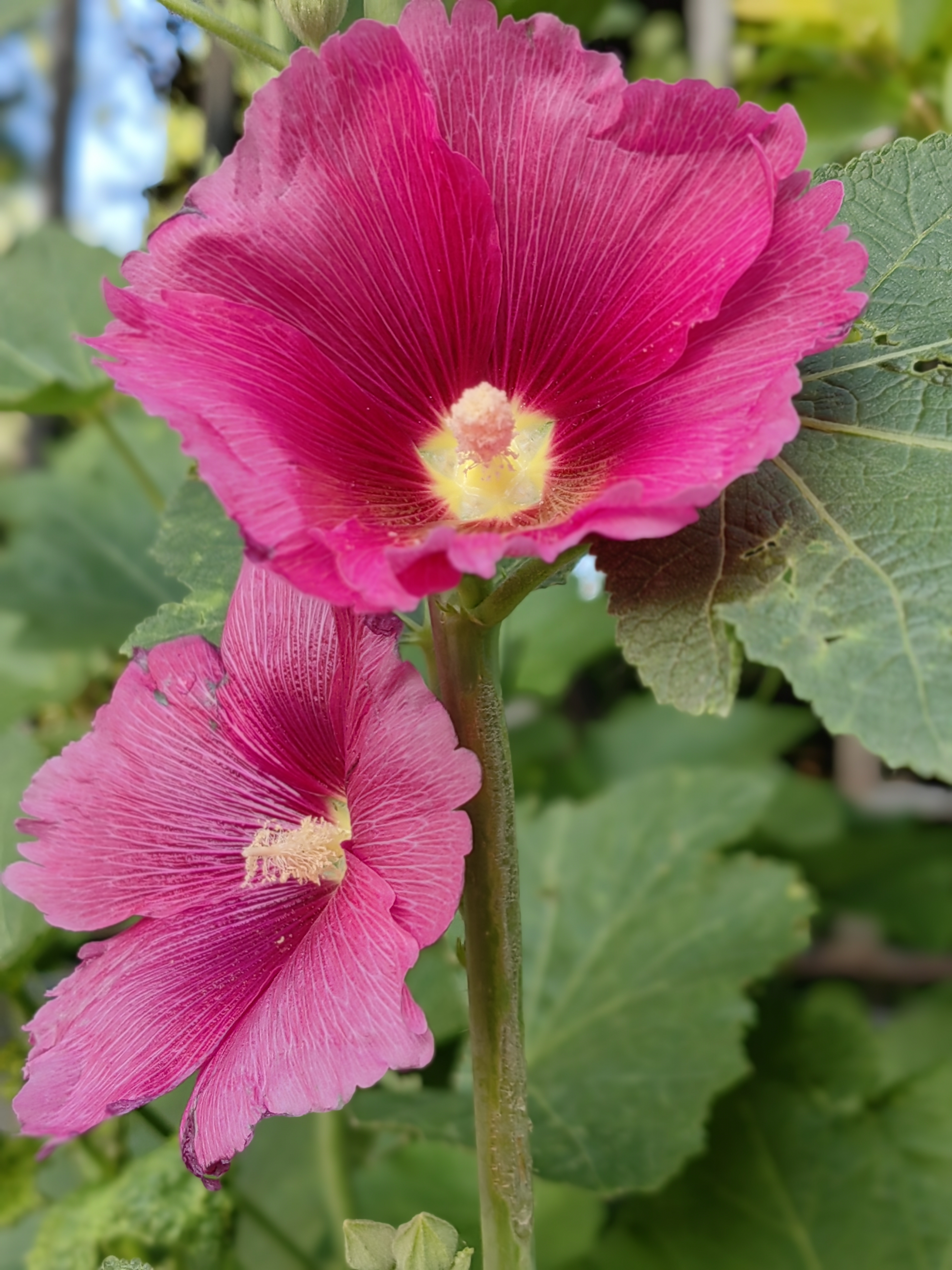 蜀葵,又称大麦熟,新疆旅游攻略