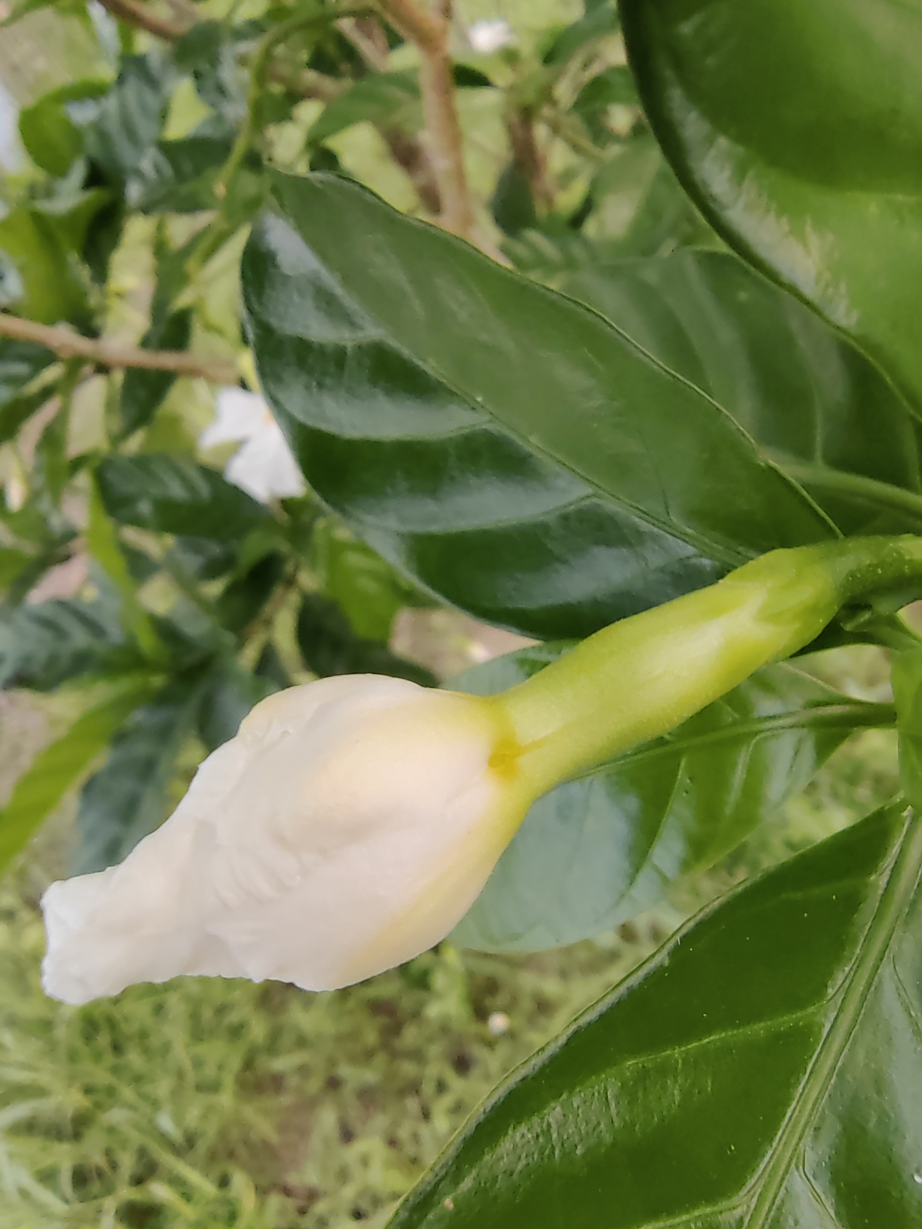 名字有趣,颜值爆表狗牙花