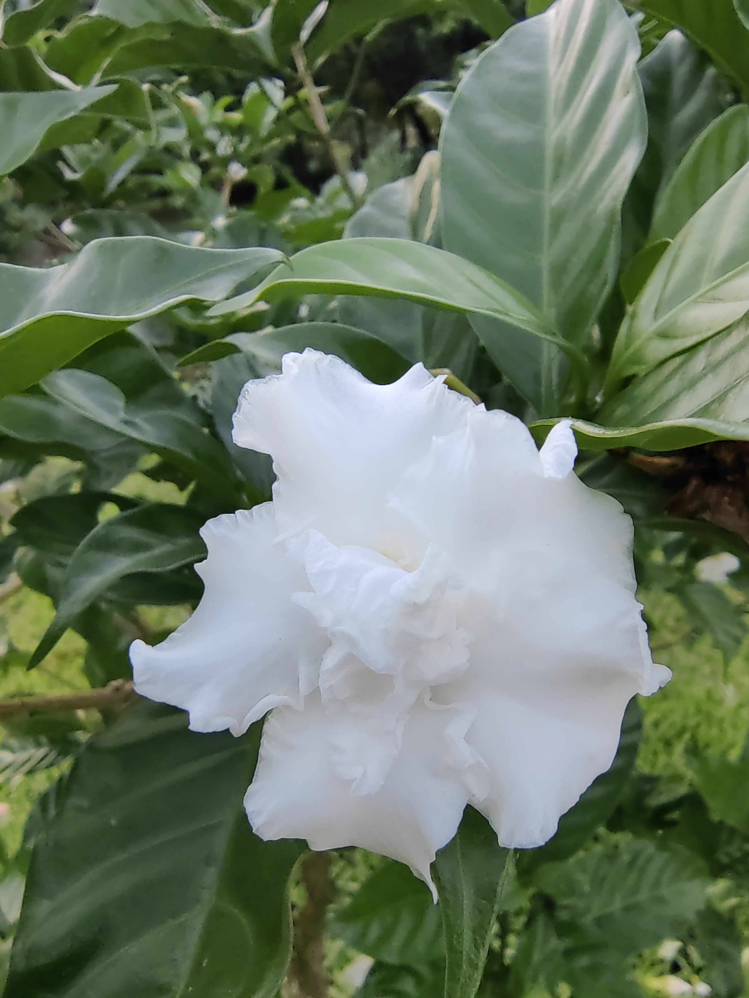 名字有趣,颜值爆表狗牙花