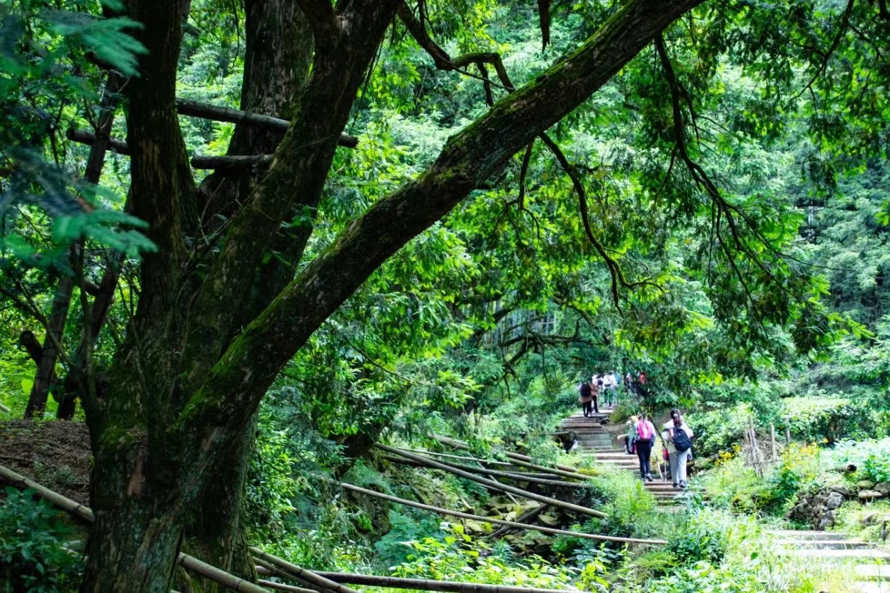 香榧古道旅游