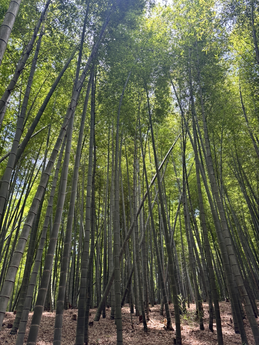 夏日的尾巴