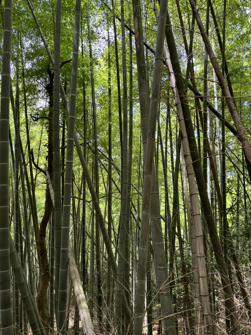 夏日的尾巴