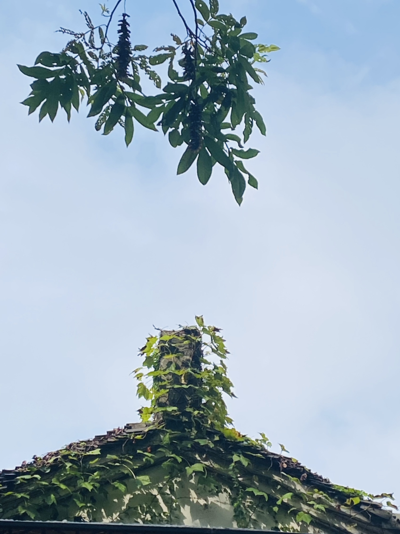 8月29日西溪湿地骑行