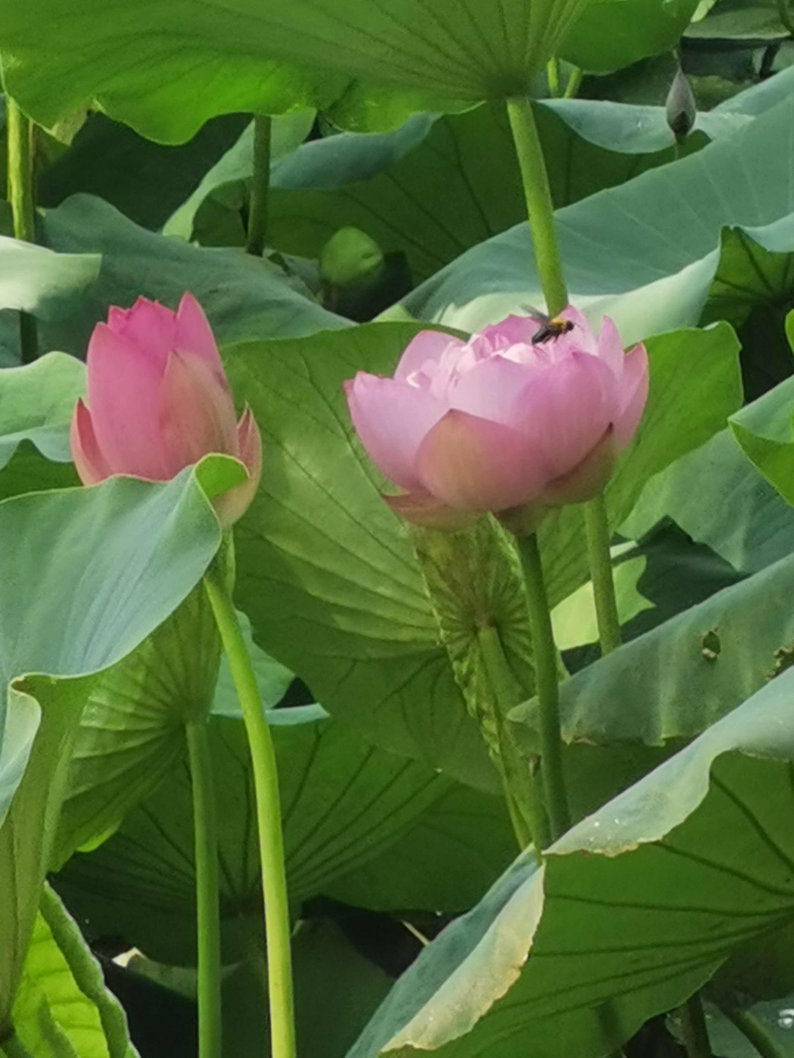 大明湖