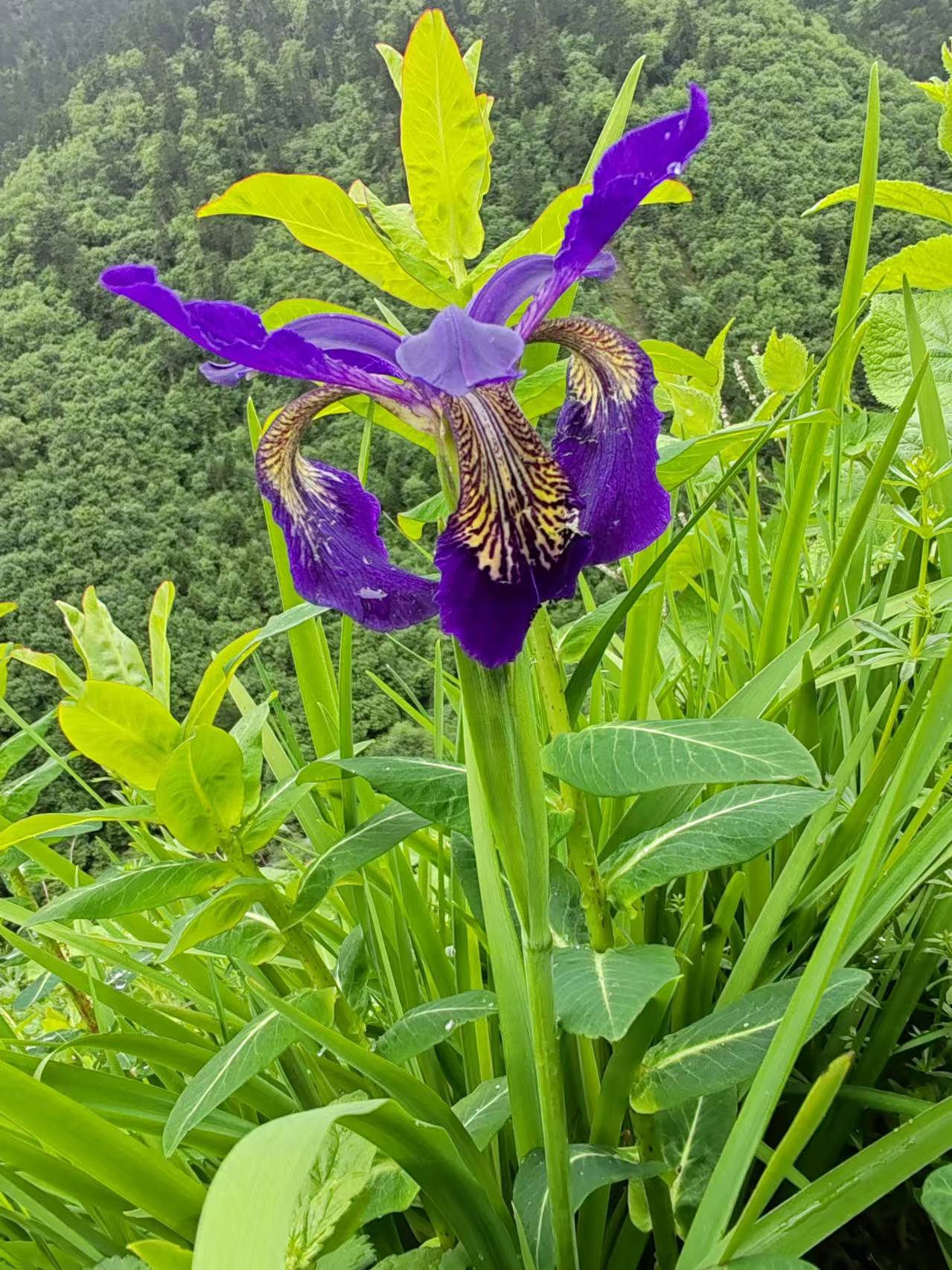巴郎山花海