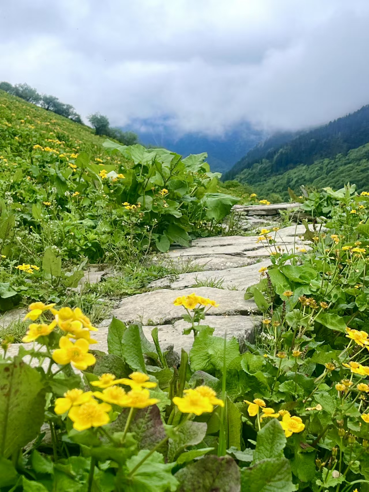 巴郎山花海