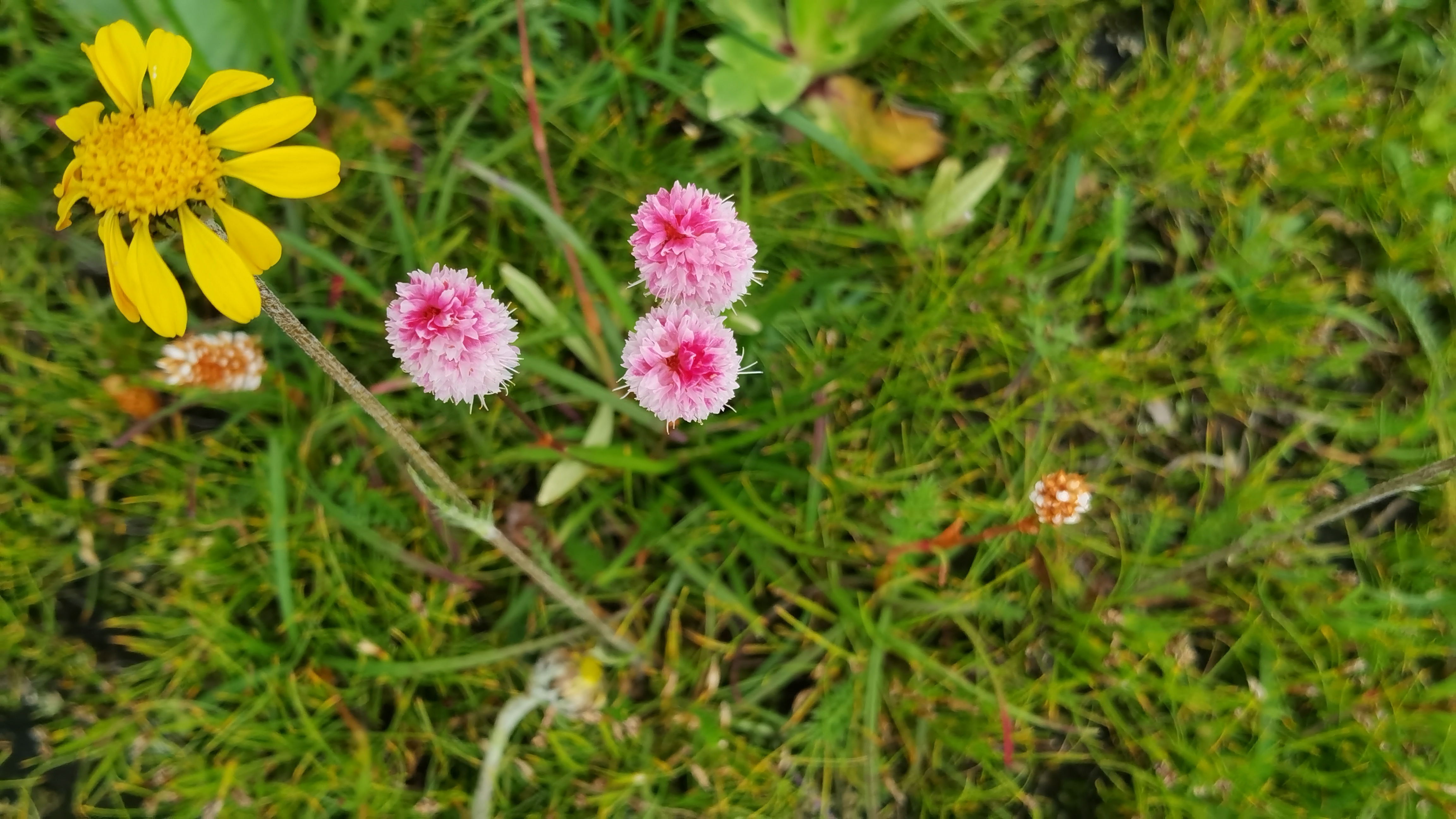 高原小野花