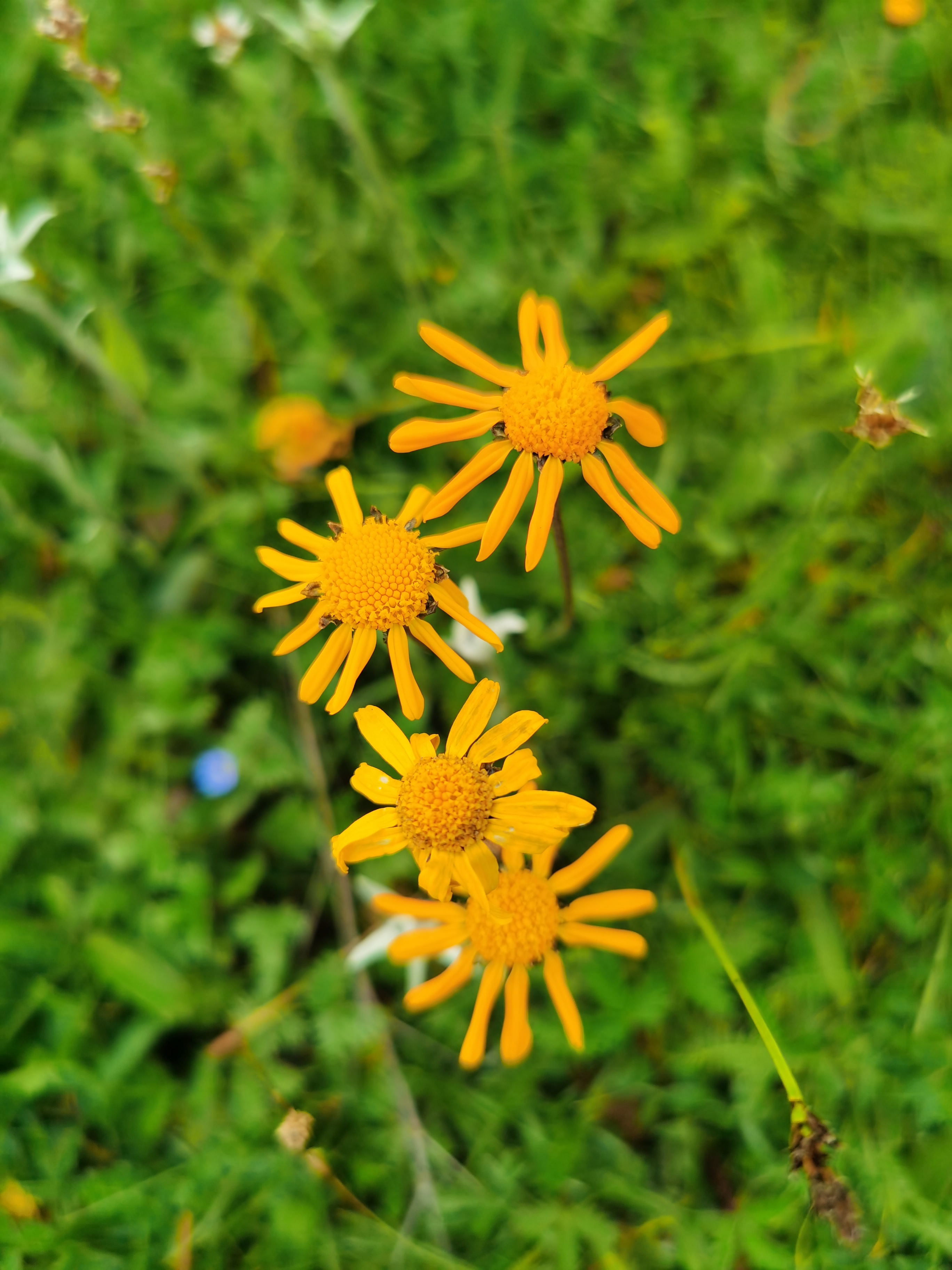 高原小野花