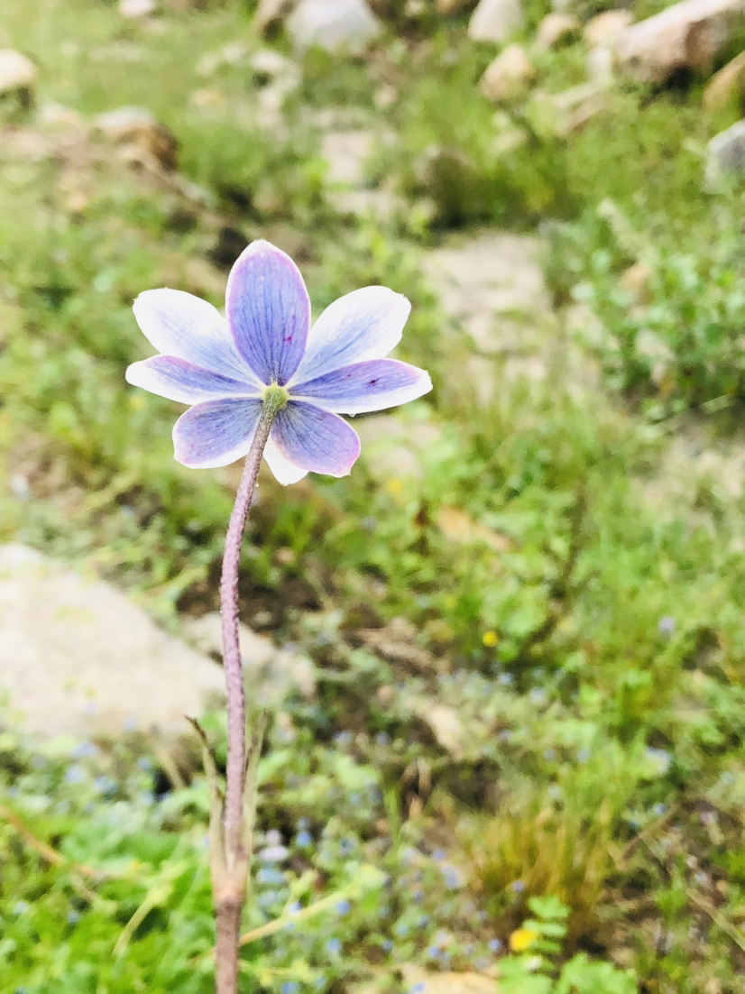 绝美的花色