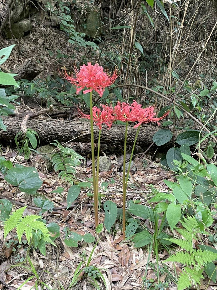 一年可以来几次莫干山？想来几次就几次咯