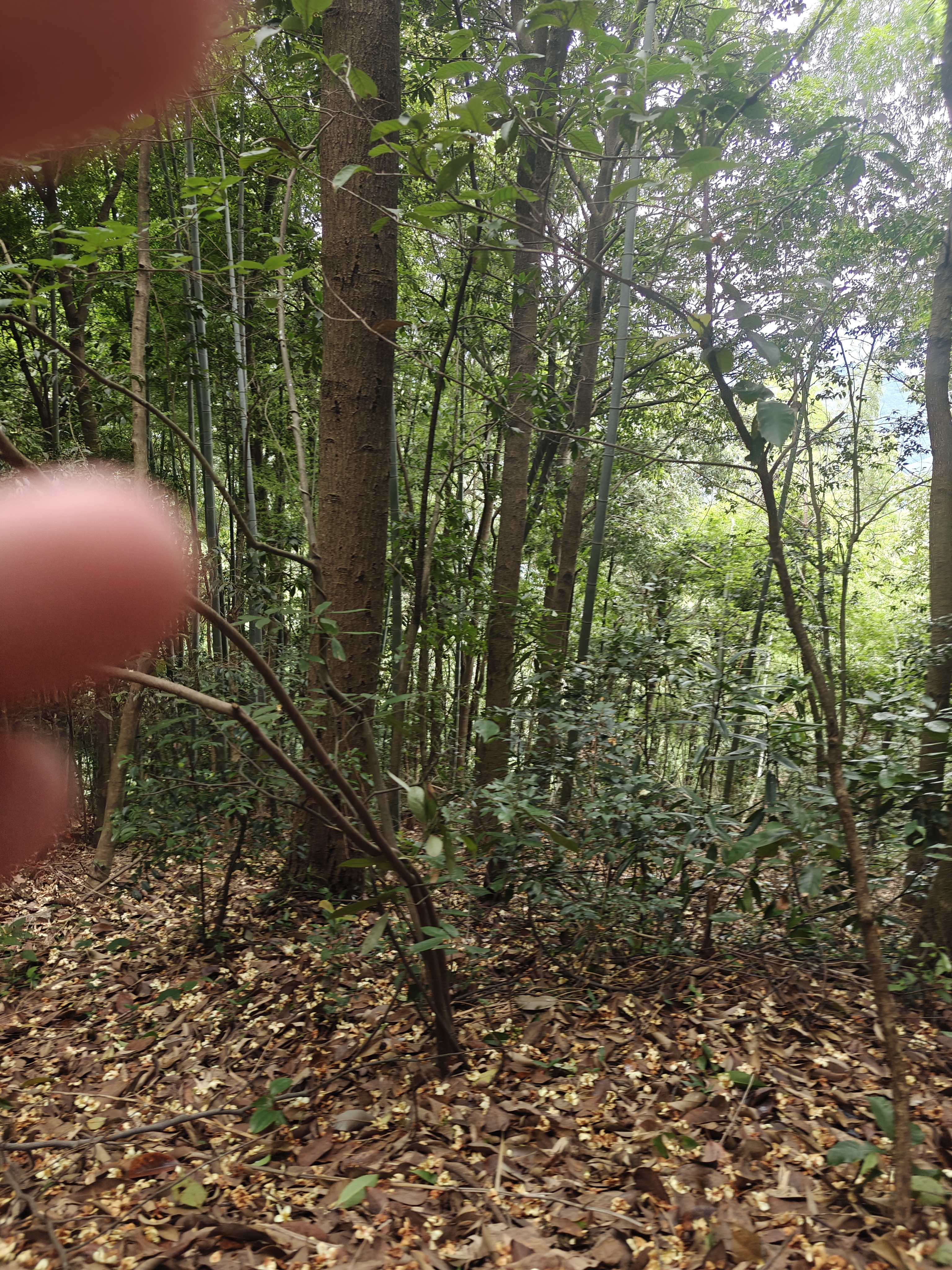 绿草地