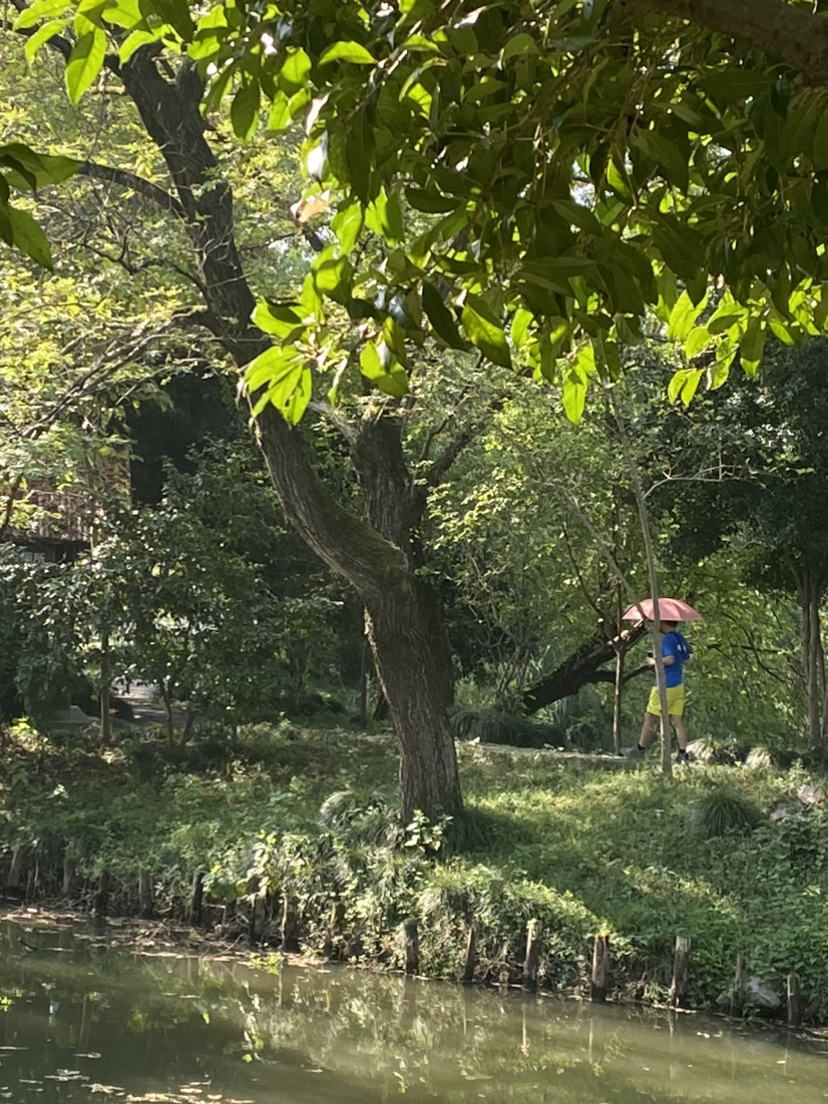 西溪湿地0906