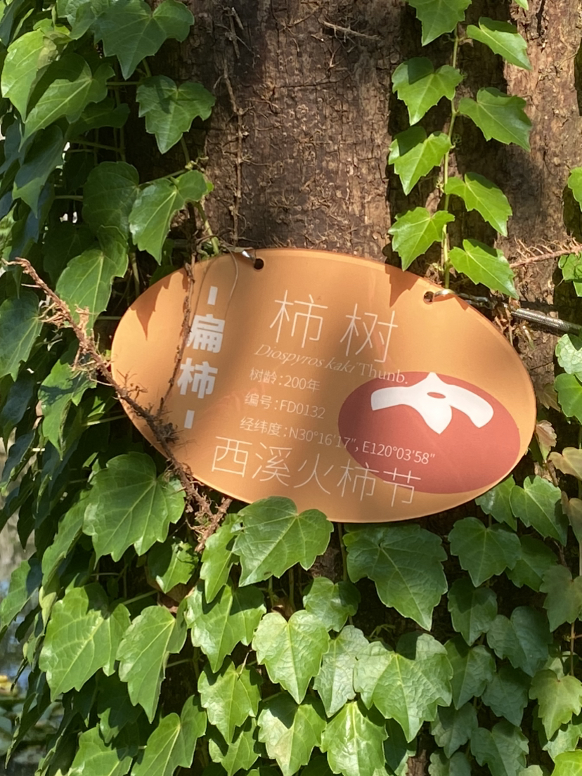 西溪湿地0906
