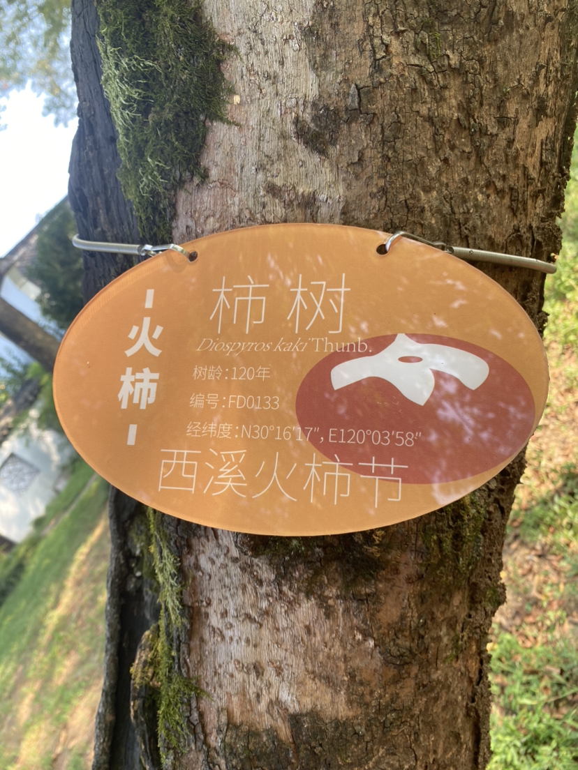 西溪湿地0906