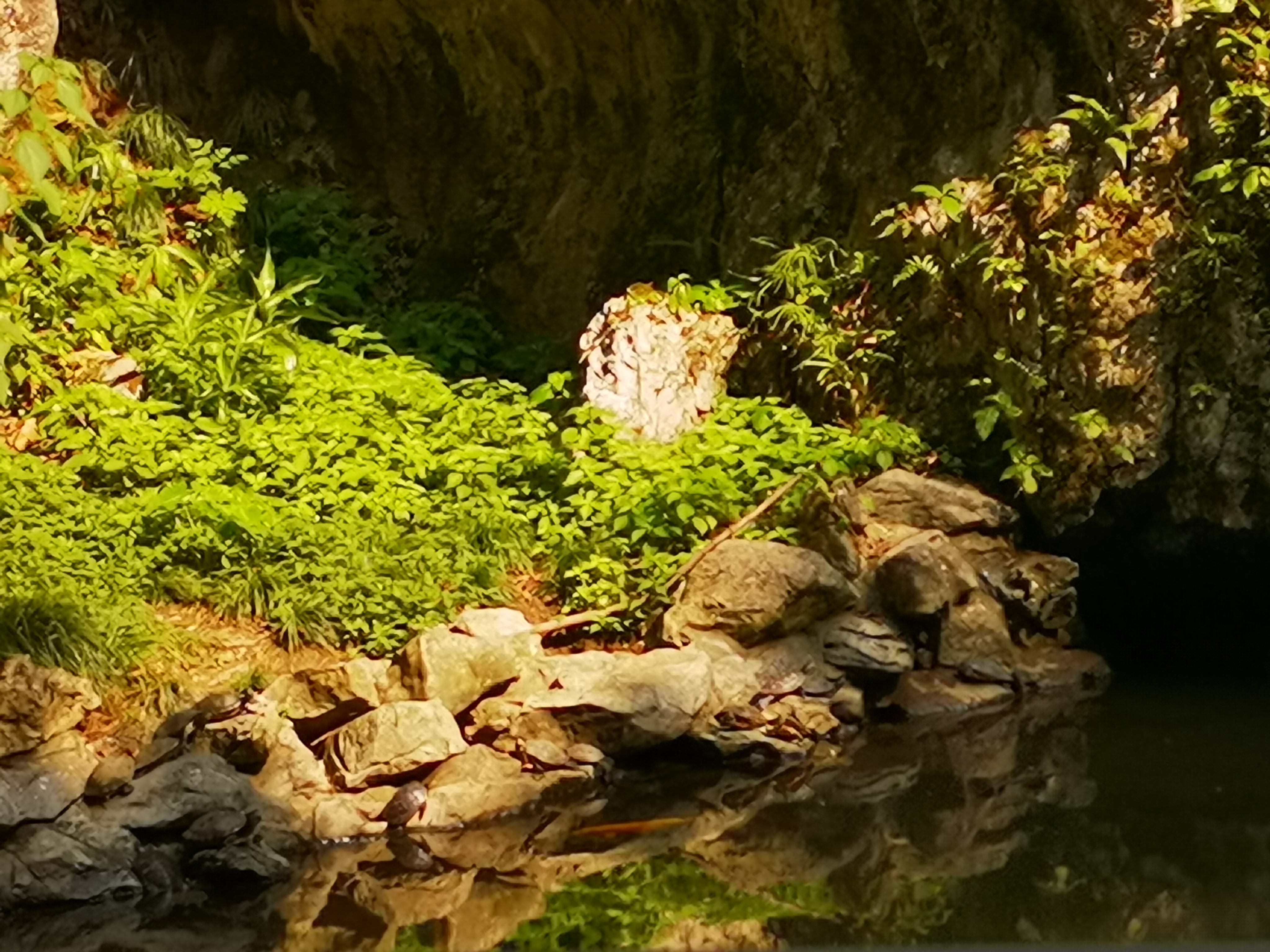 夏季的样子
