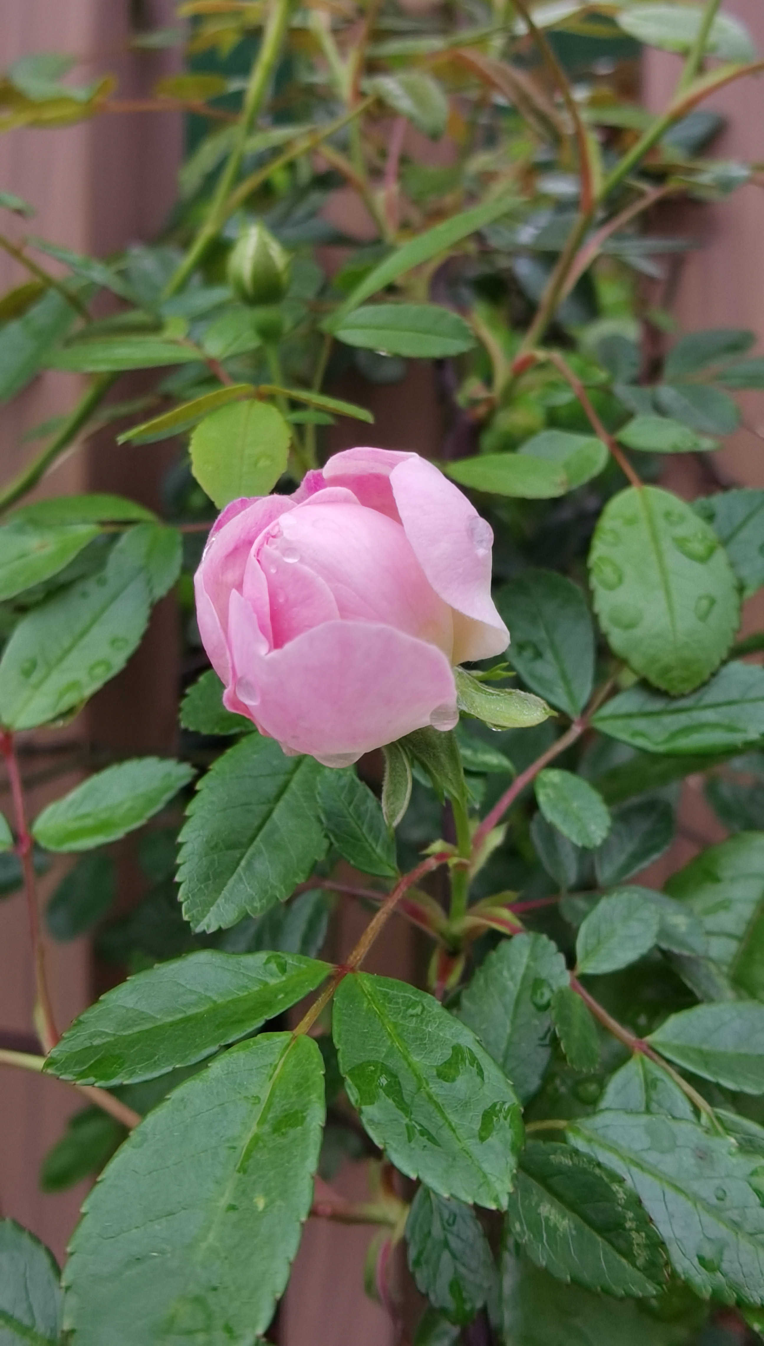 生活碎片