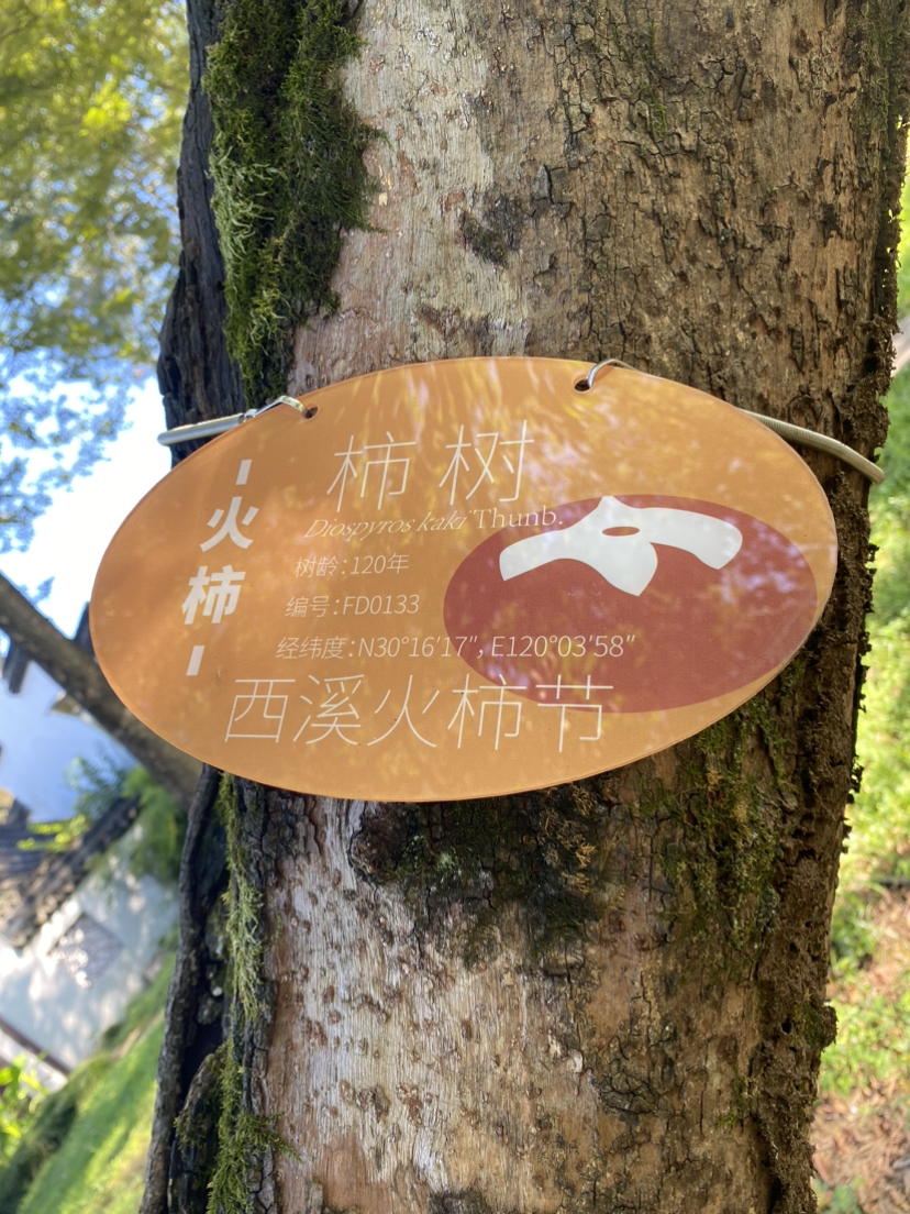 西溪湿地的早晨
