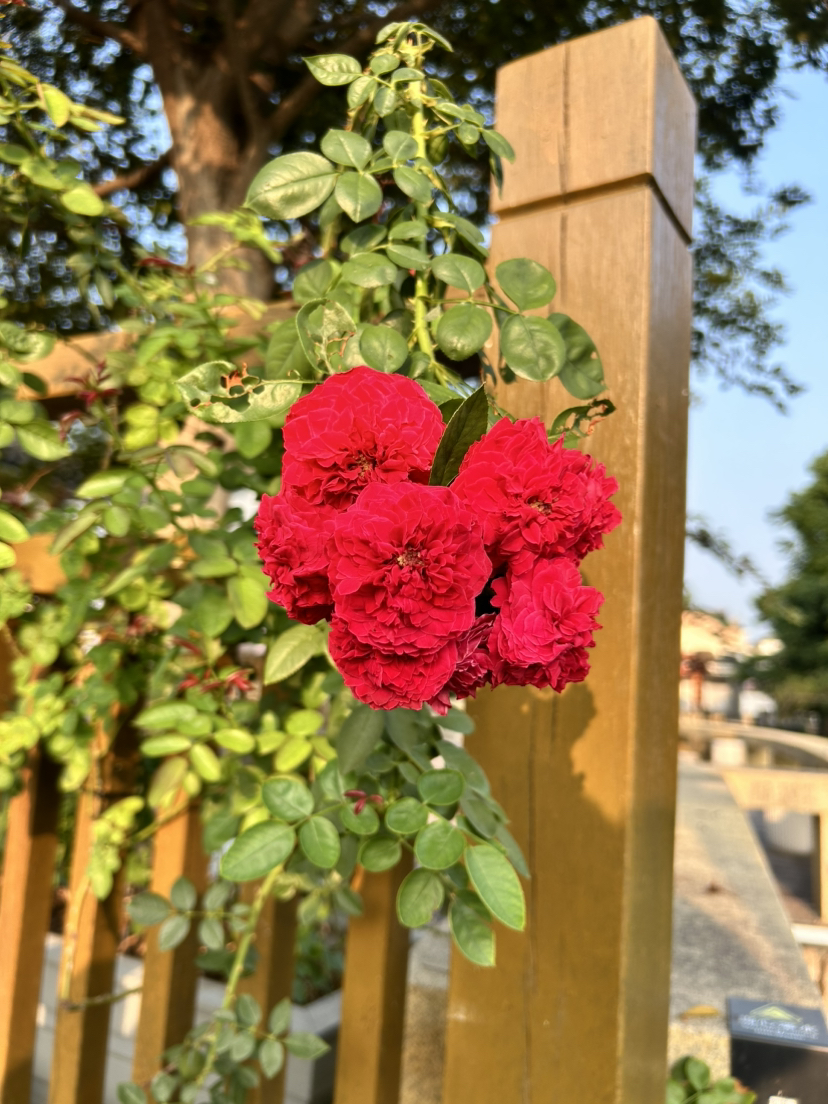 荻港古村